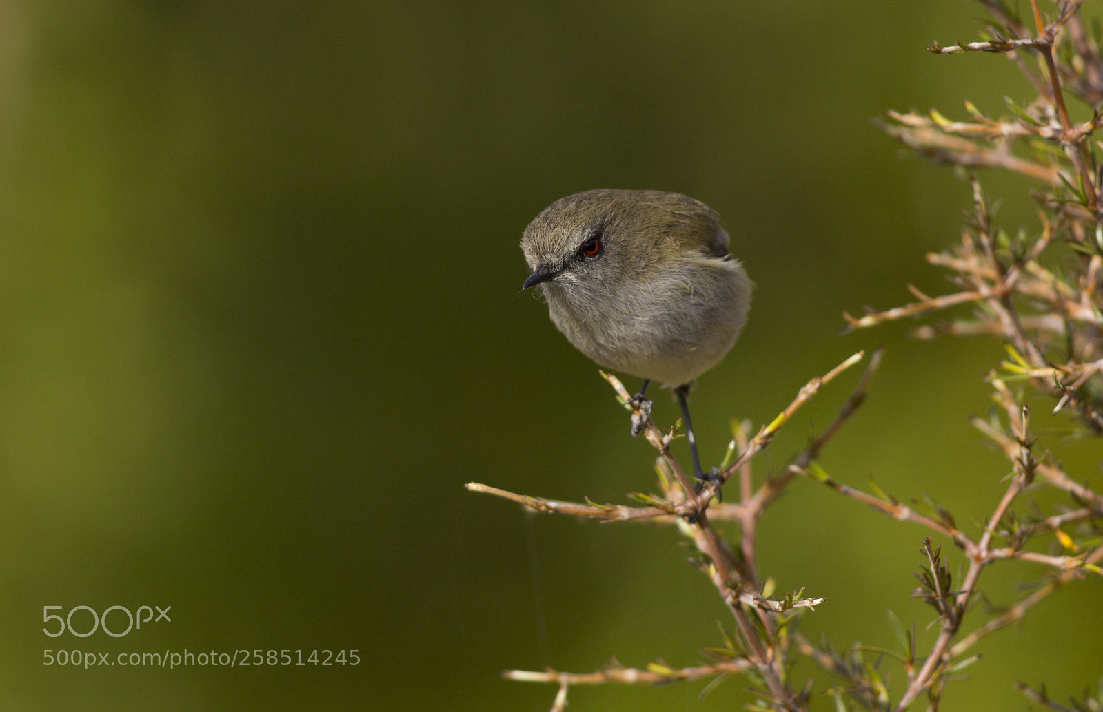 Canon EOS 6D sample photo. Grey warbler photography