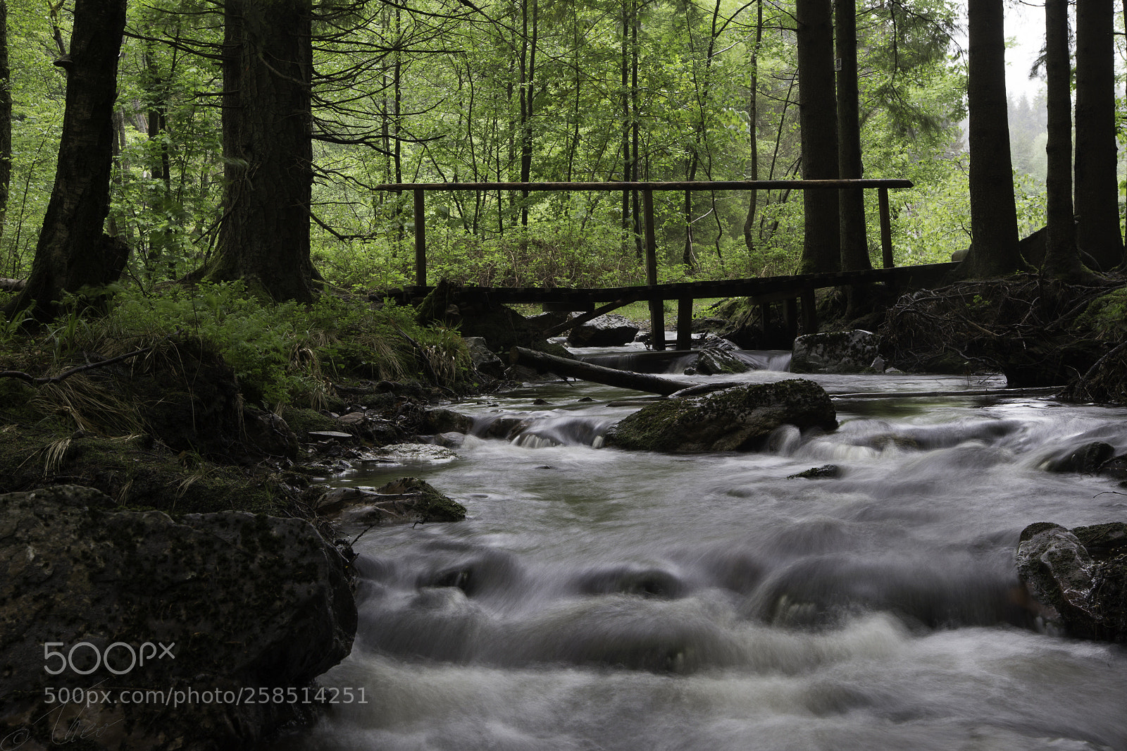 Canon EOS 6D sample photo. Forestbridge photography