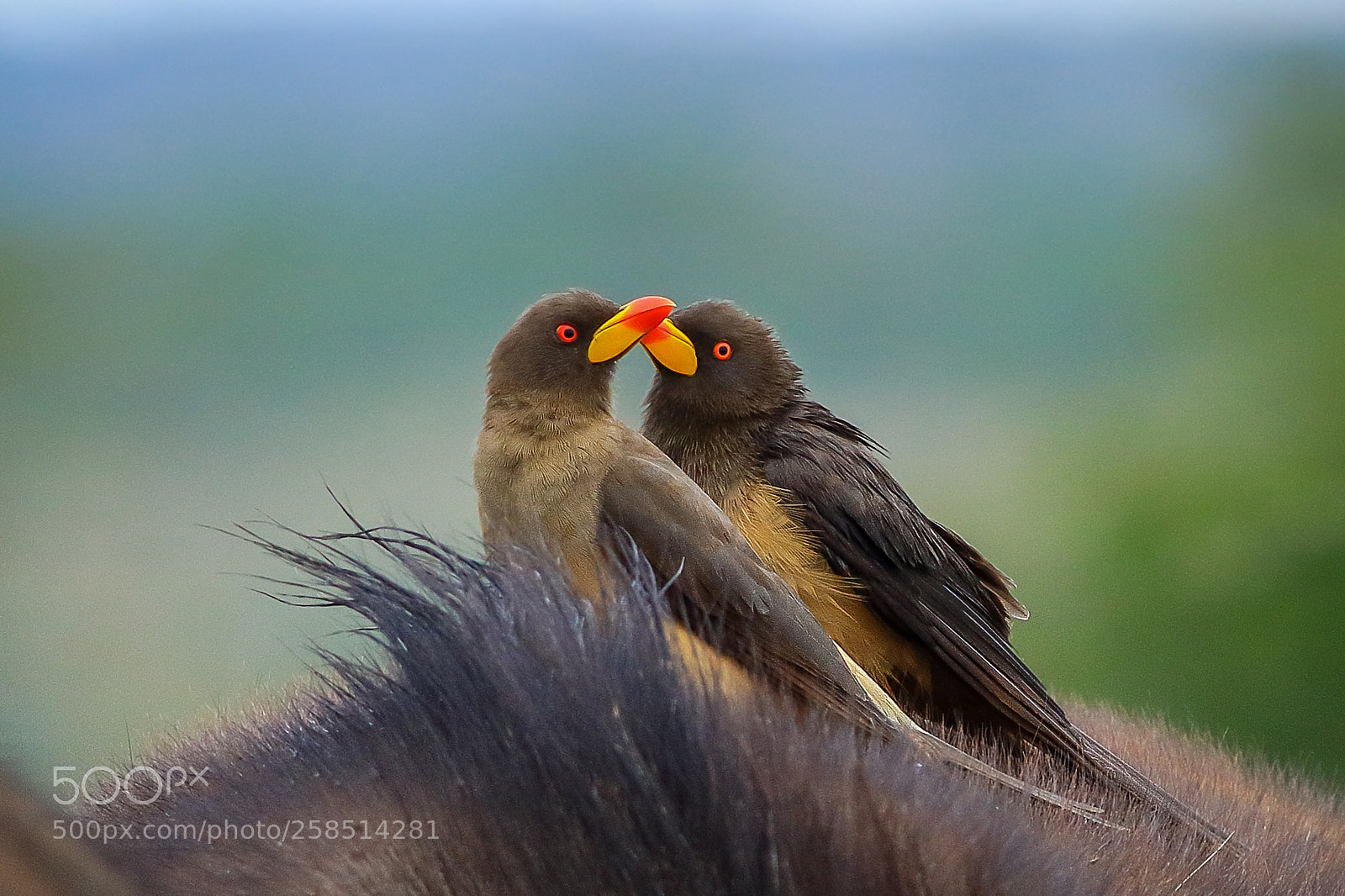 Canon EOS 7D Mark II sample photo. Oxpeckers in love! photography