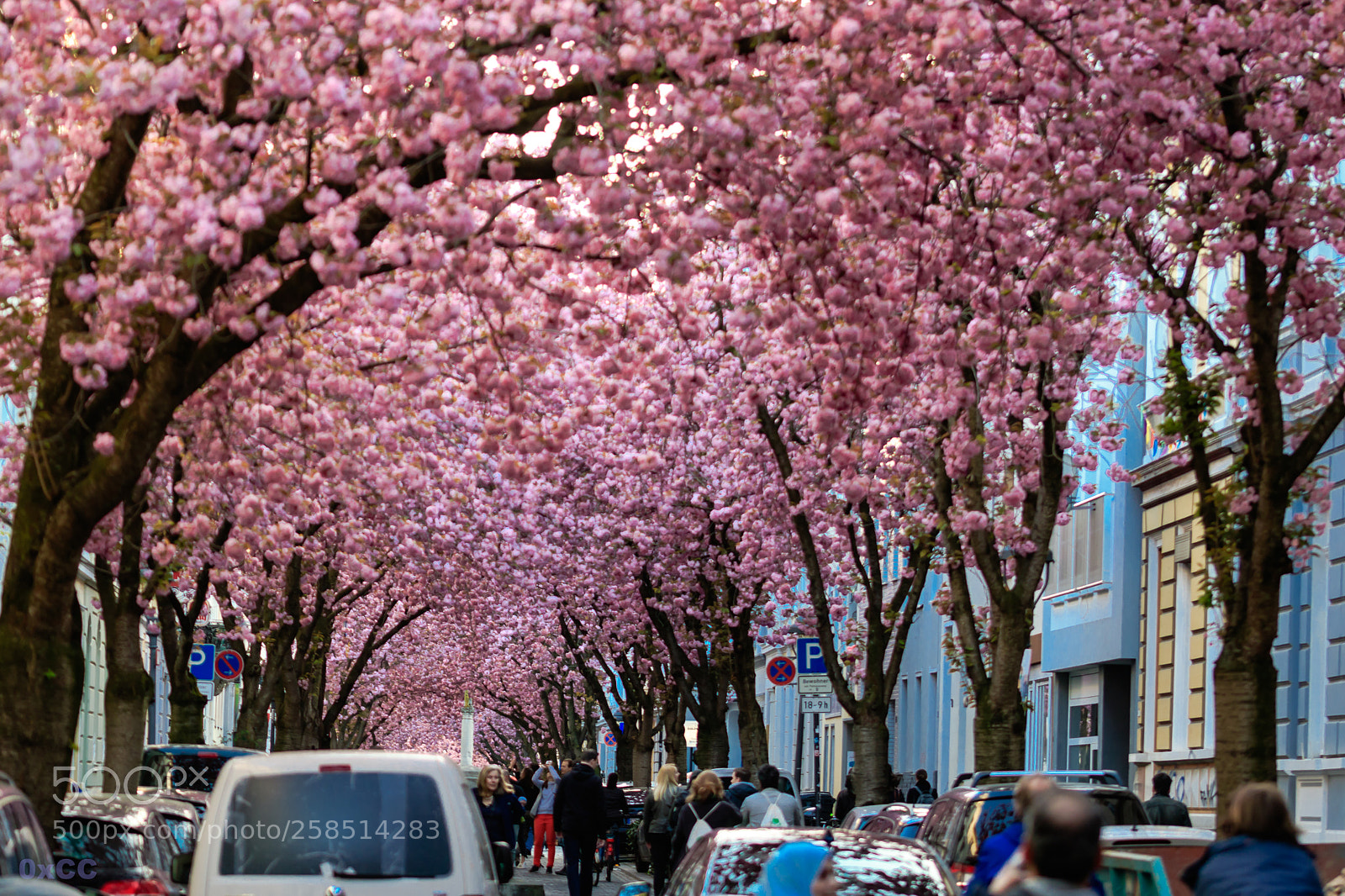 Canon EOS 7D Mark II sample photo. Cherry blossom canopy photography