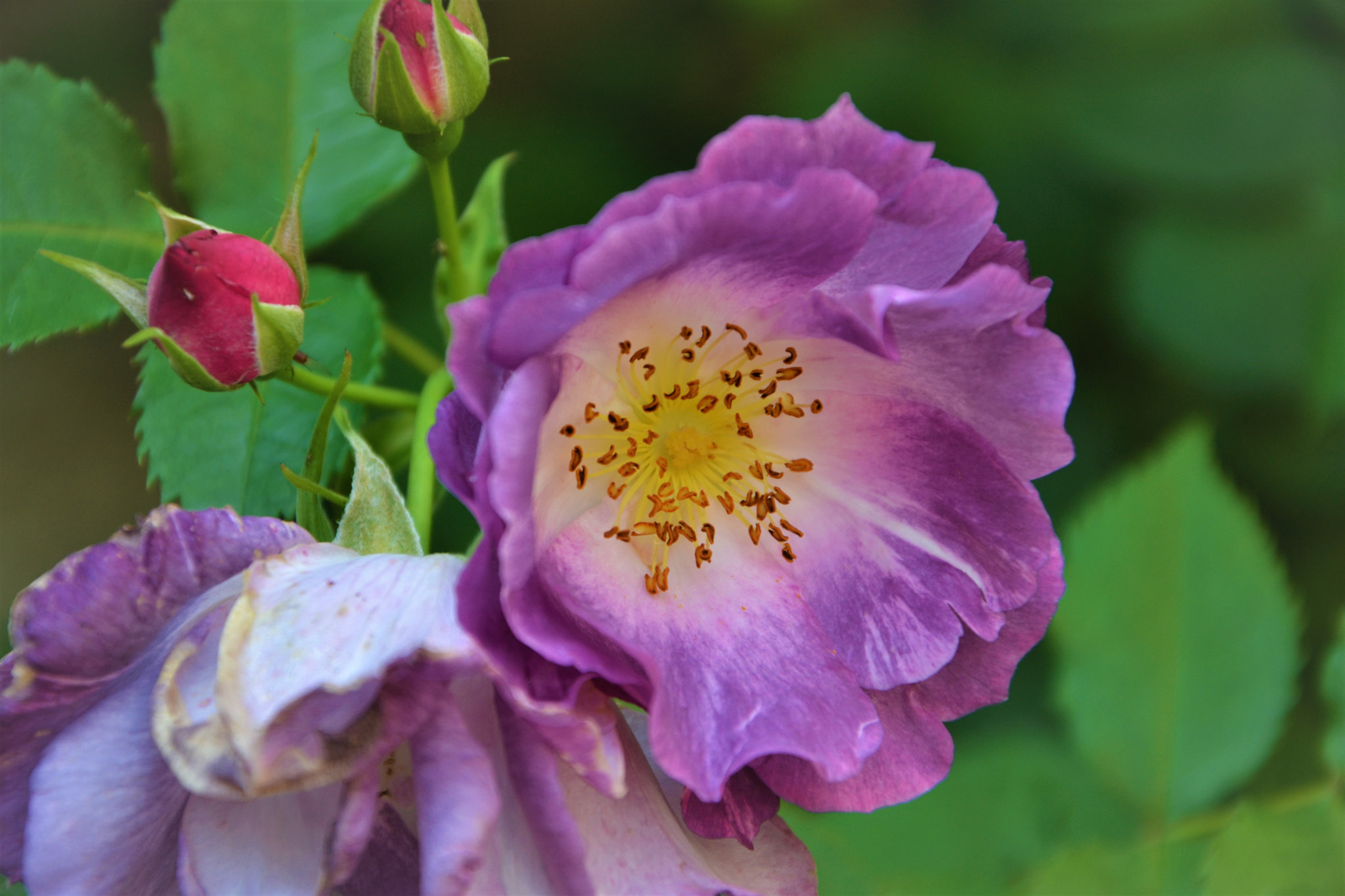Nikon D3100 sample photo. Spring colors photography