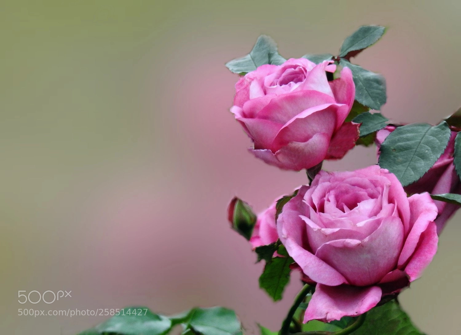 Nikon Coolpix P900 sample photo. Rose photography