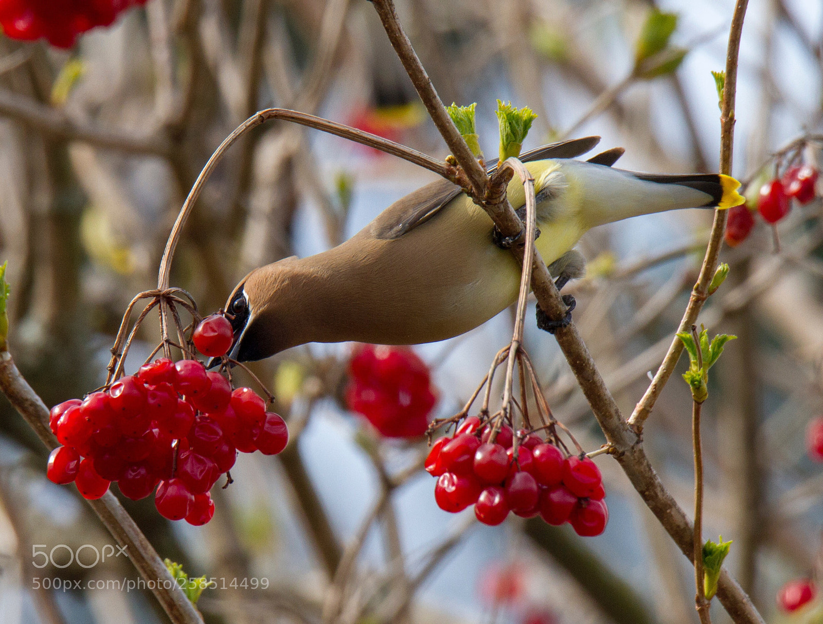 Canon EOS 7D sample photo. Cedar waxwing gymnastics  photography