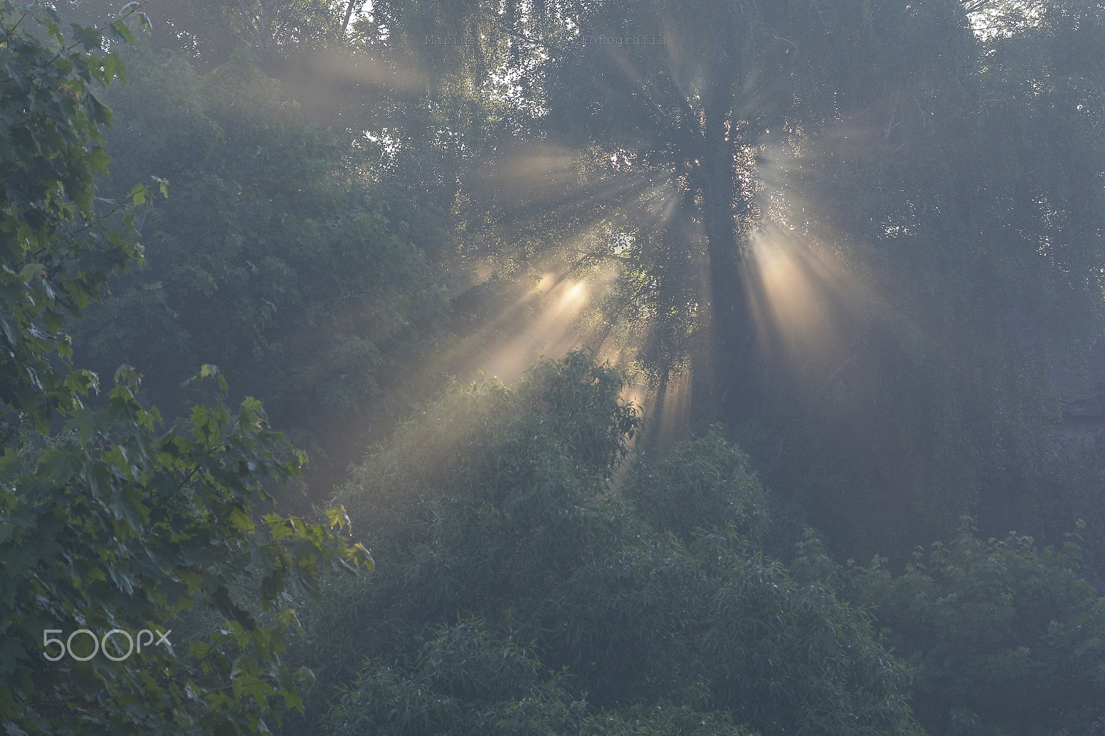 Nikon D5200 sample photo. Morning reflections. photography
