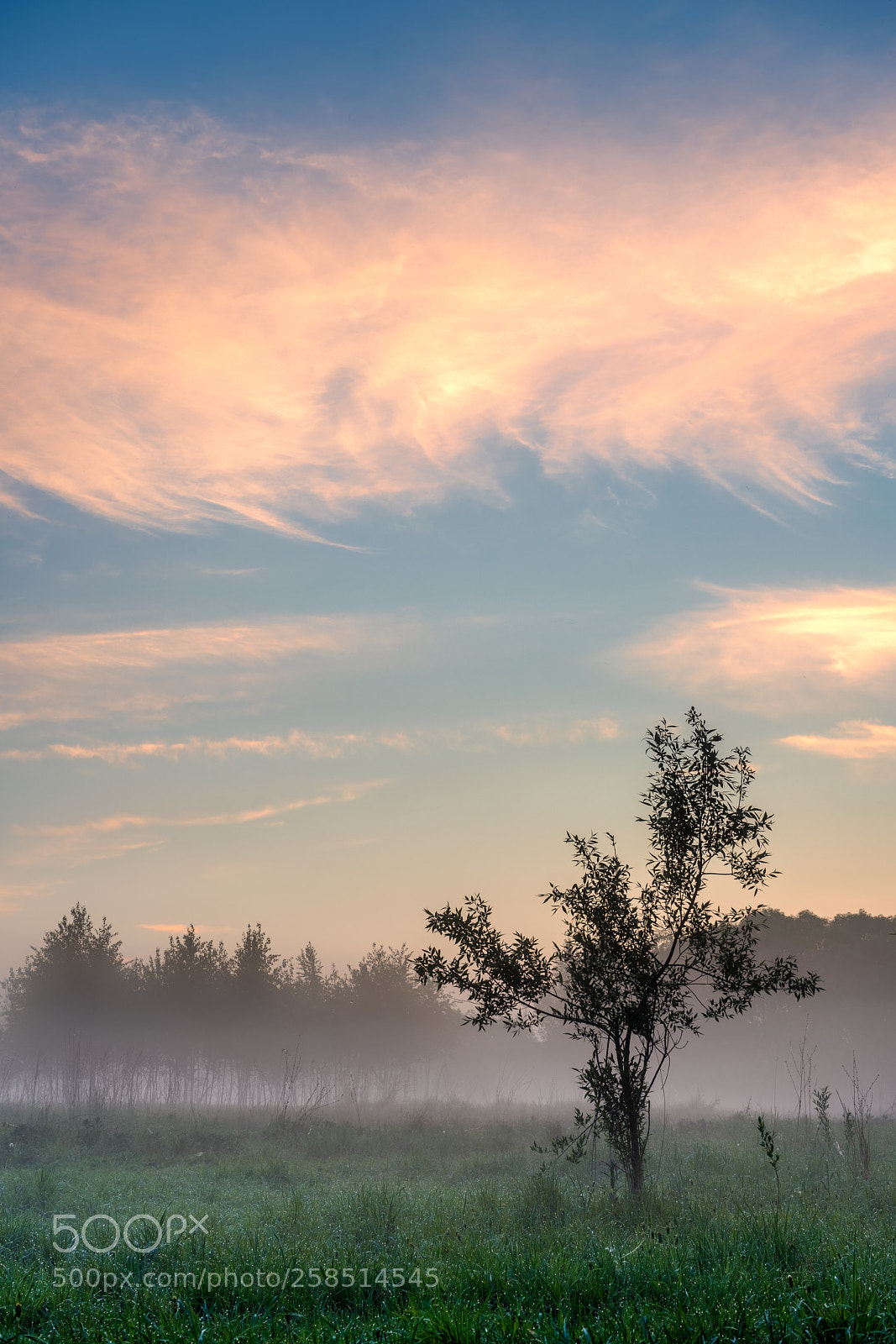 Sony a7R III sample photo. Tree photography