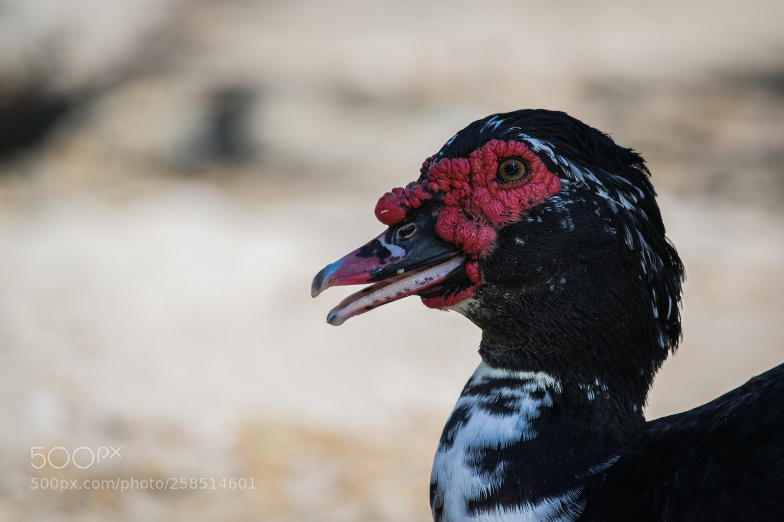 Nikon D5300 sample photo. Black duck photography