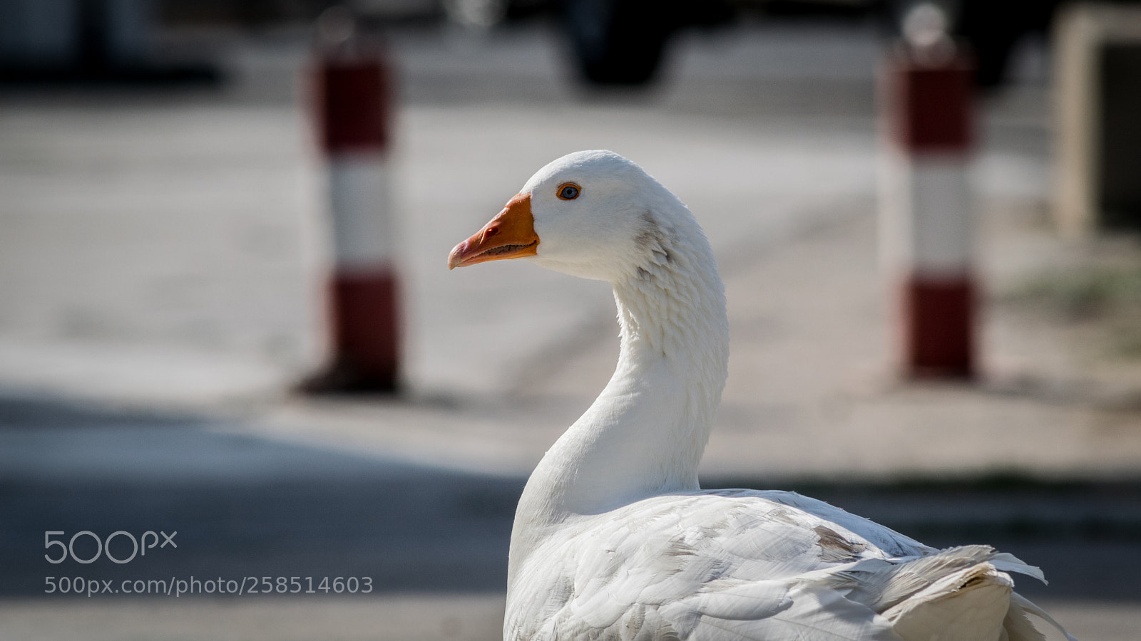 Nikon D5300 sample photo. Blue eyed goose photography