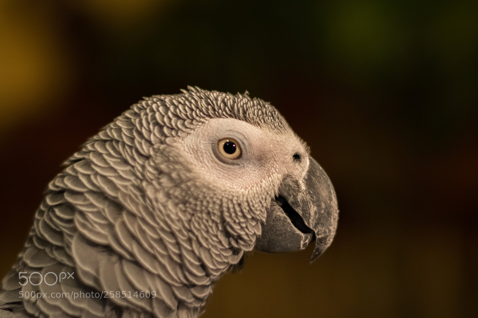 Nikon D5300 sample photo. Mesho the parrot photography
