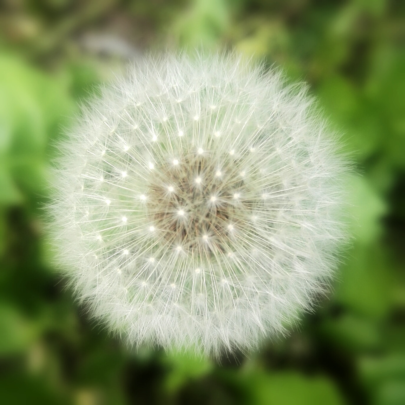 HUAWEI Honor 7 sample photo.  欲飞…… photography