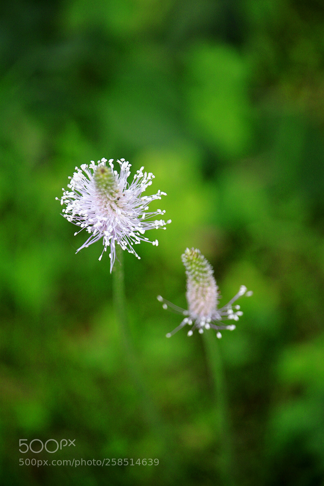 Canon EOS 500D (EOS Rebel T1i / EOS Kiss X3) sample photo. Springtime photography