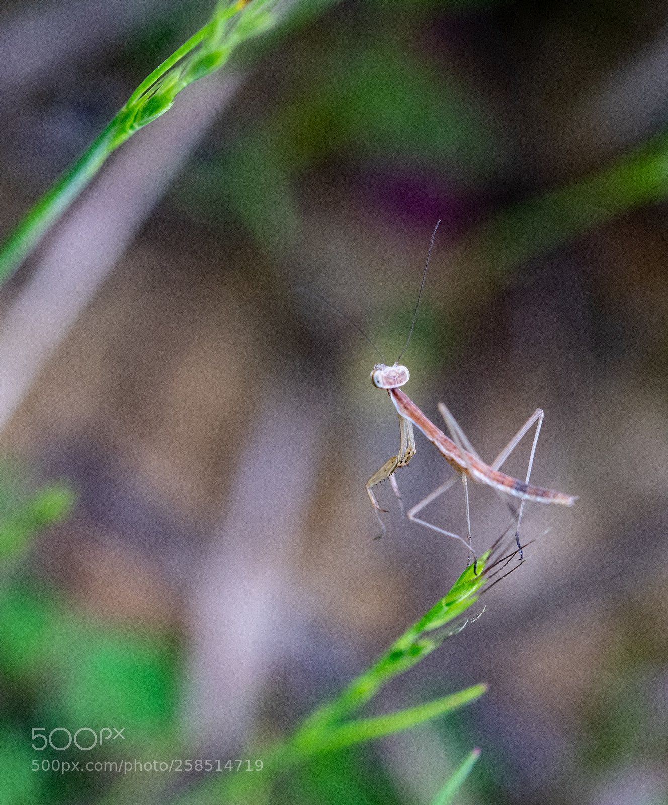 Sony a7R III sample photo. Looking up! photography