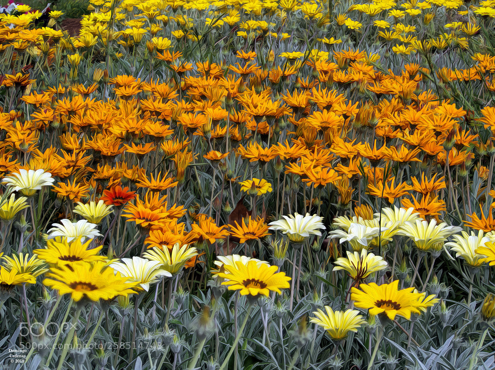 Olympus OM-D E-M10 II sample photo. Primavera photography