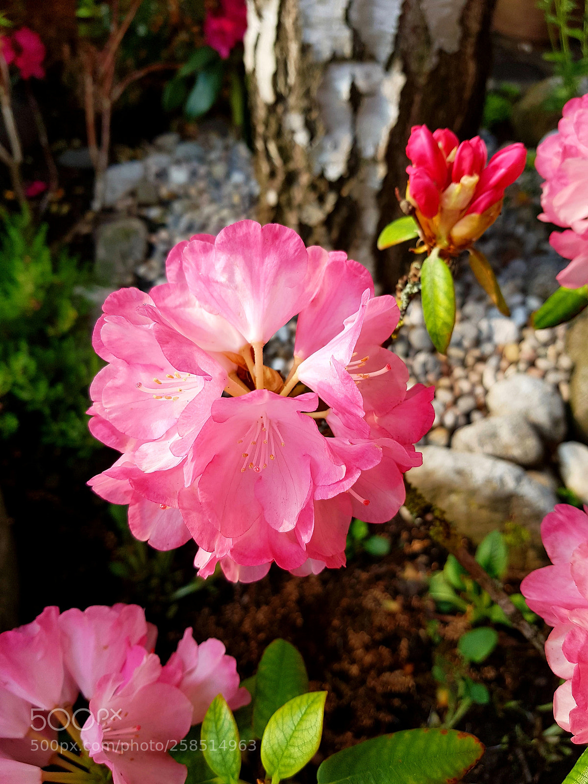 Samsung Galaxy S7 sample photo. Rhododendron photography