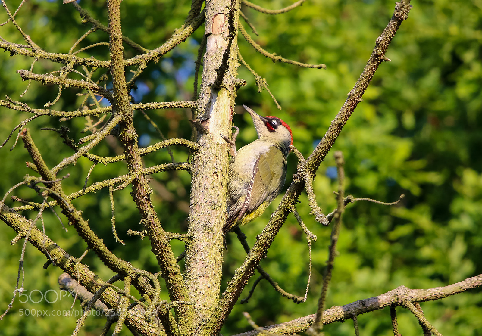 Canon EOS 7D Mark II sample photo. Woodpecker photography