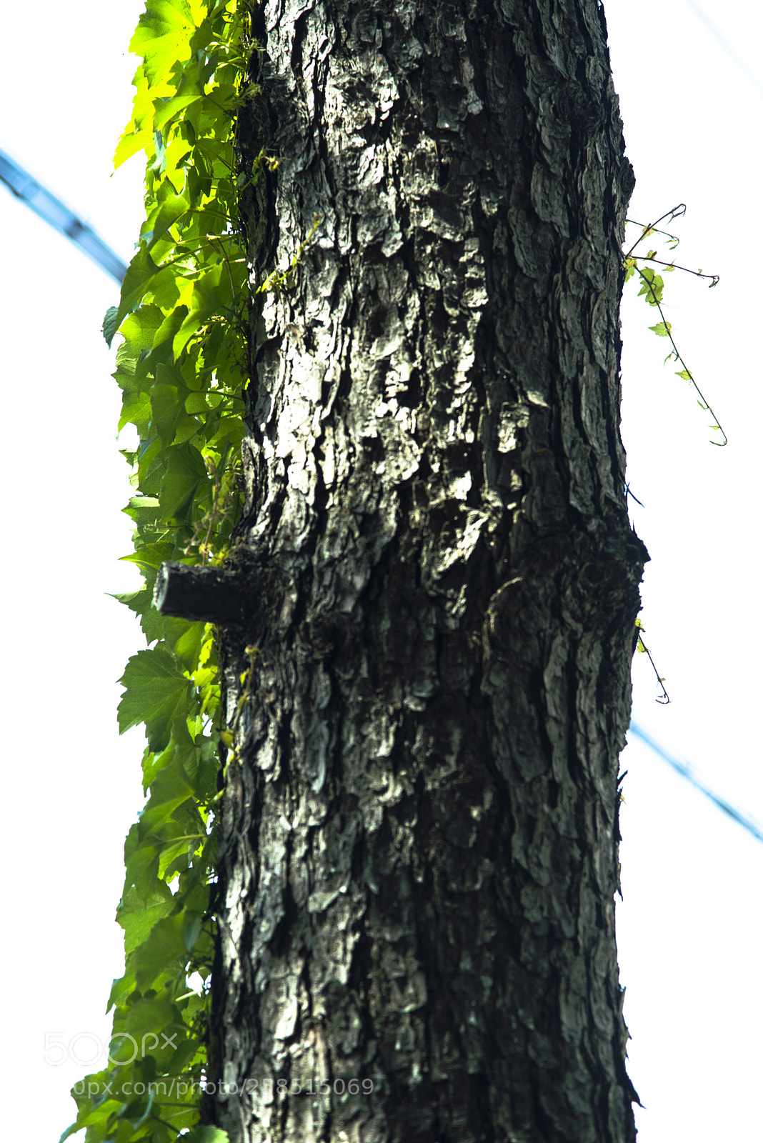 Nikon D810 sample photo. In a world   no.3 photography
