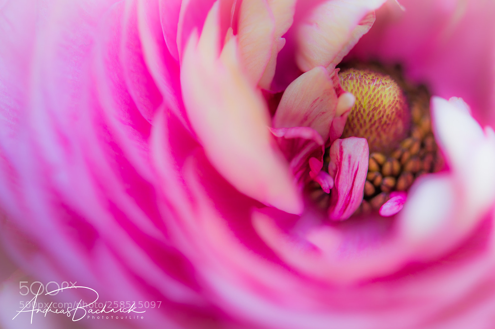 Nikon D5200 sample photo. Hidden yellow photography