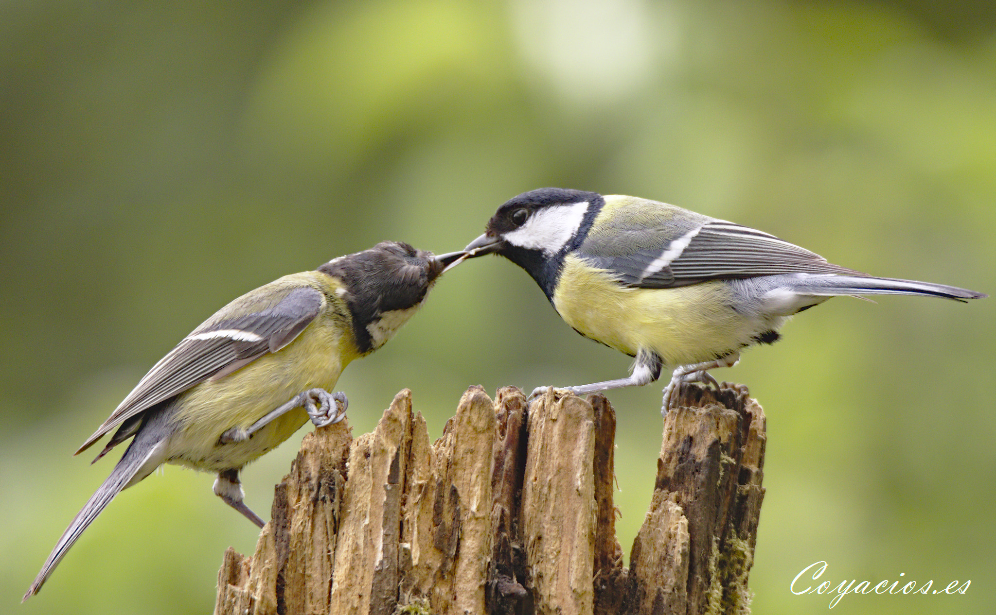 Canon EOS 7D Mark II sample photo. Carbonero común (parus major) photography