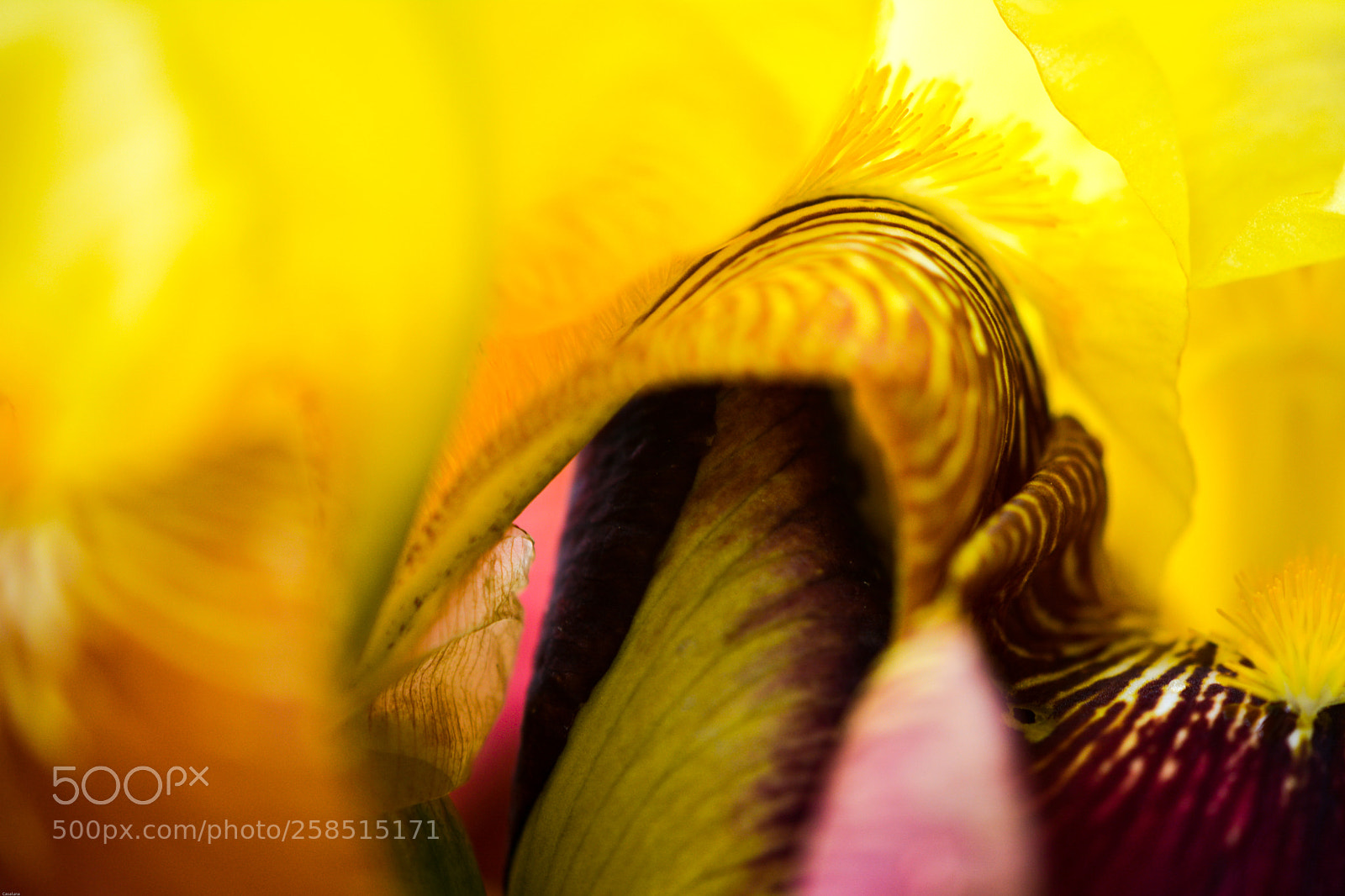 Nikon D5200 sample photo. Flora erotica photography