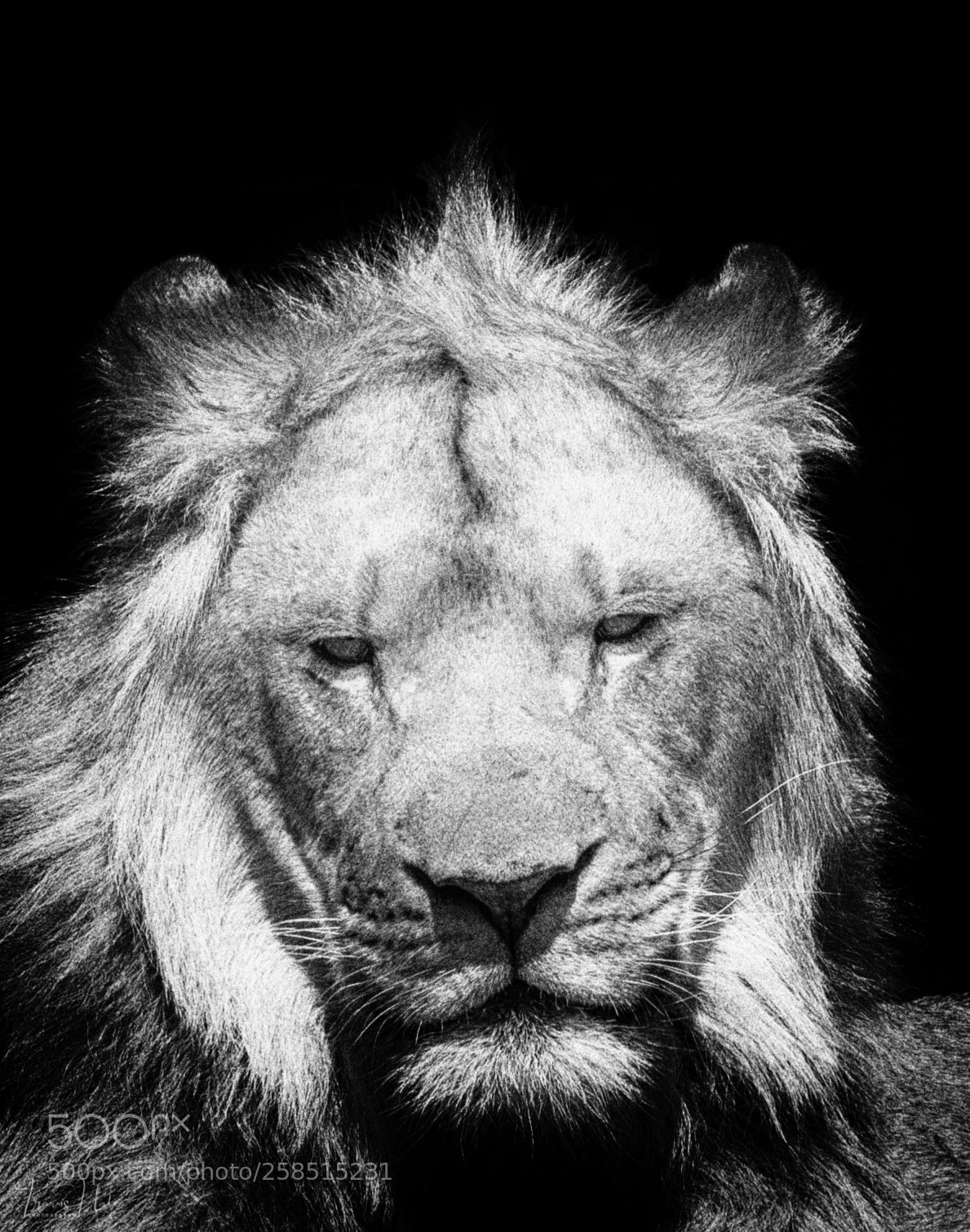 Nikon D610 sample photo. Lion using pinhole preset photography