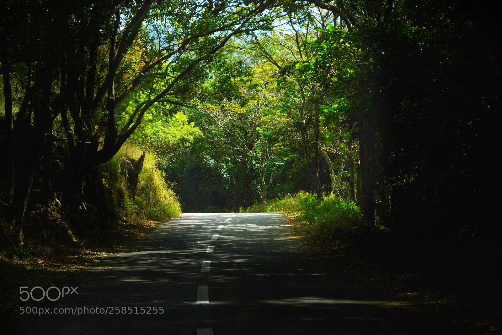 Nikon D3100 sample photo. Road to nature photography