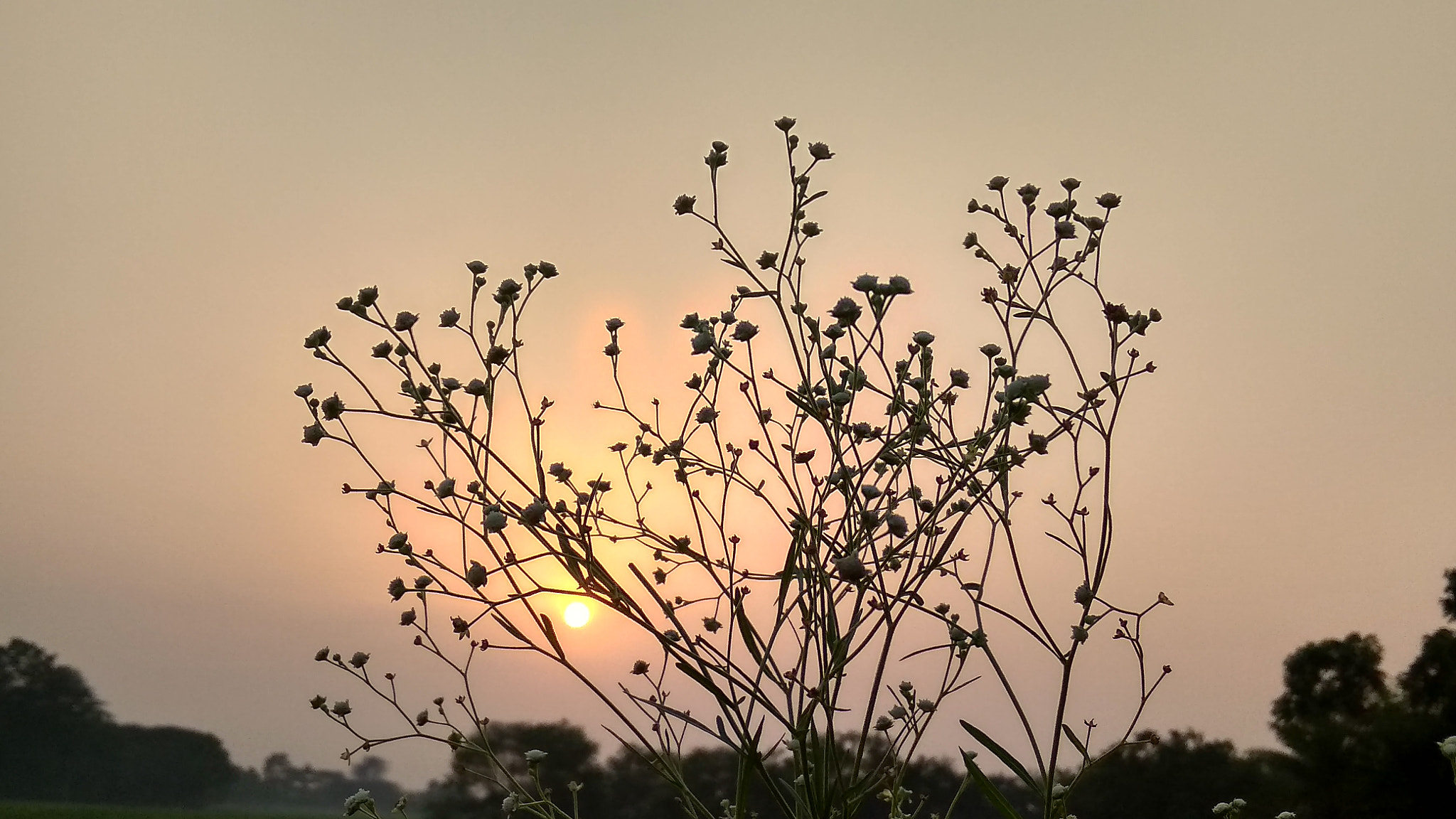 Xiaomi Redmi 5A sample photo. Sun ⛅ photography