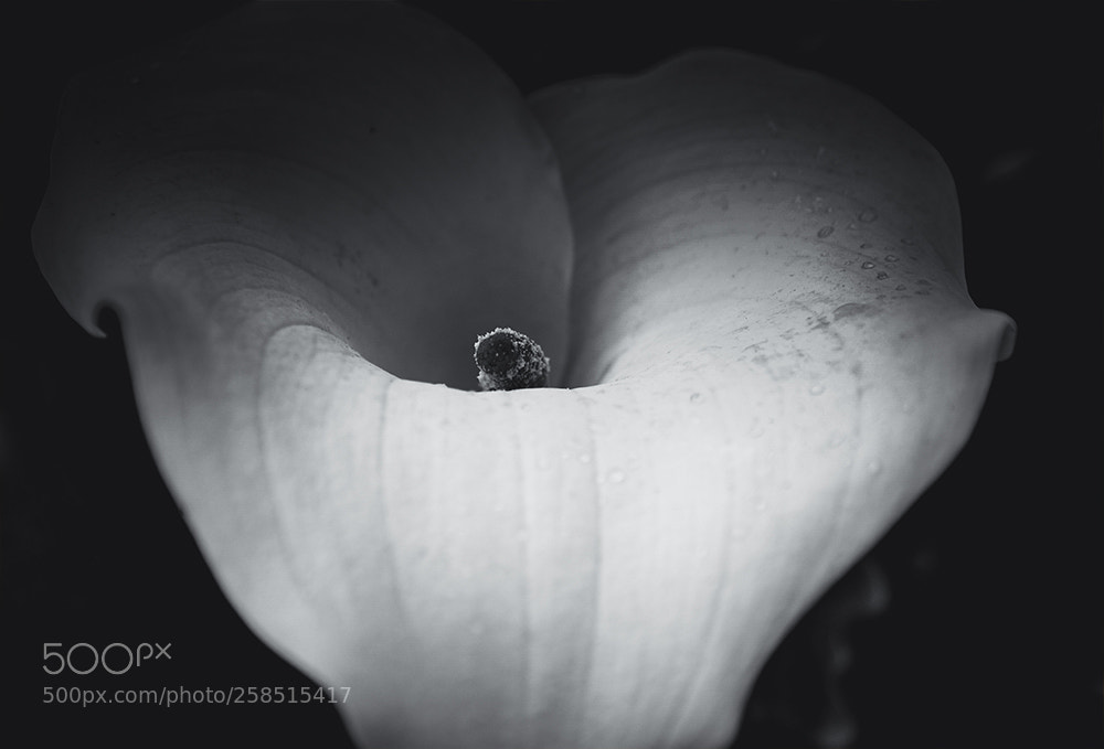 Nikon D7100 sample photo. Floweer photography