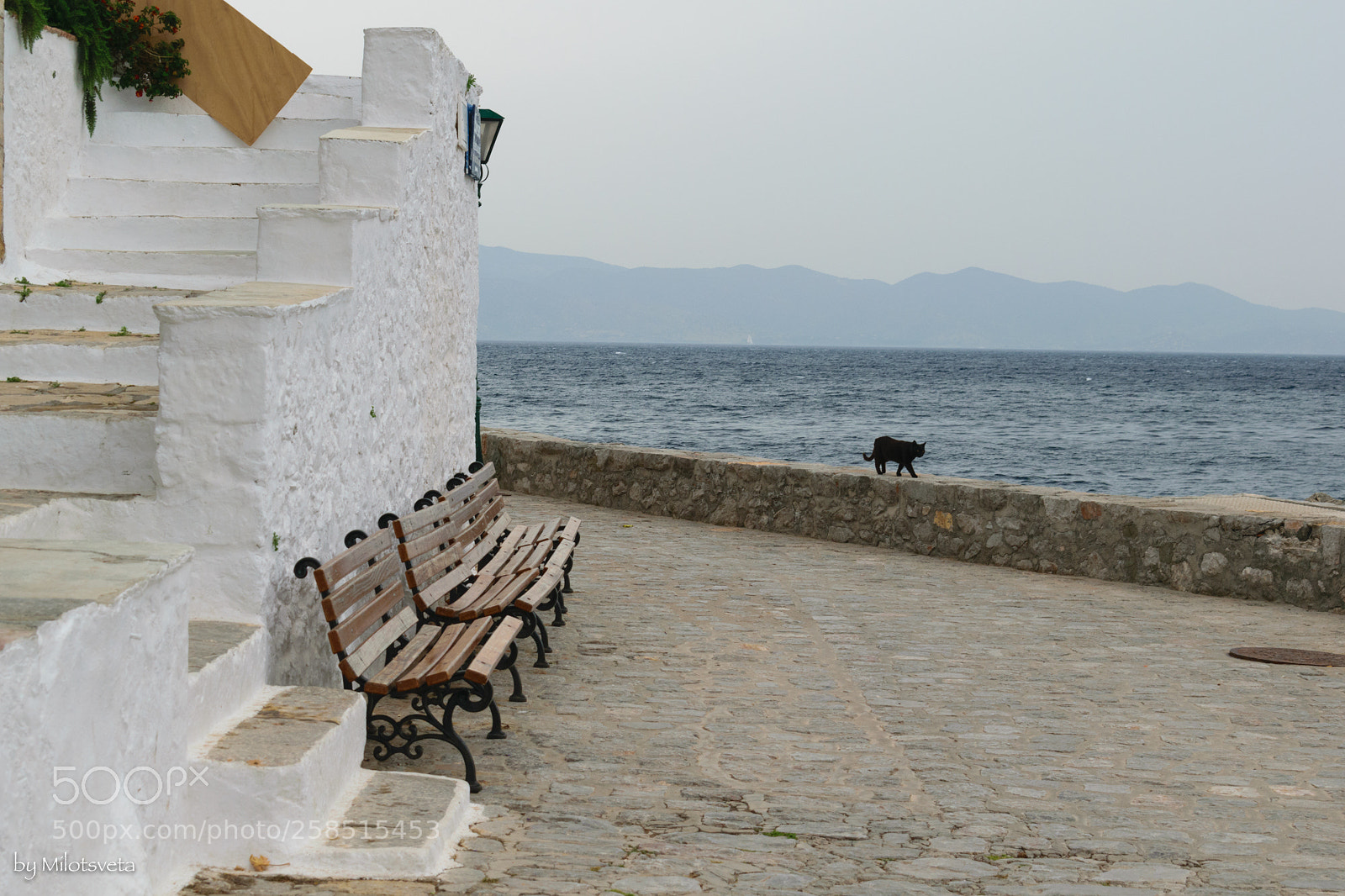 Nikon D3300 sample photo. The black cat photography