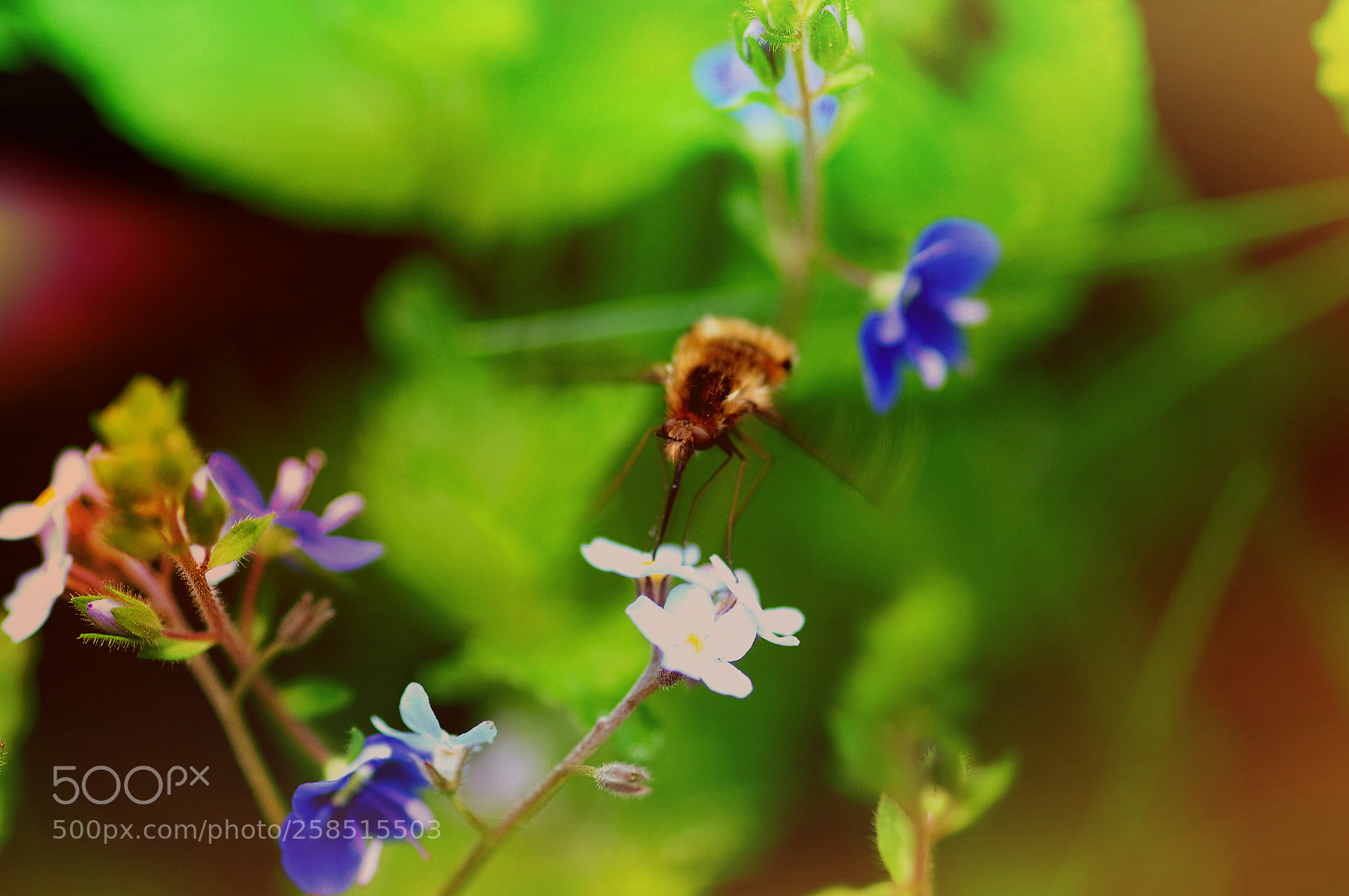 Nikon D90 sample photo. Bombyle photography