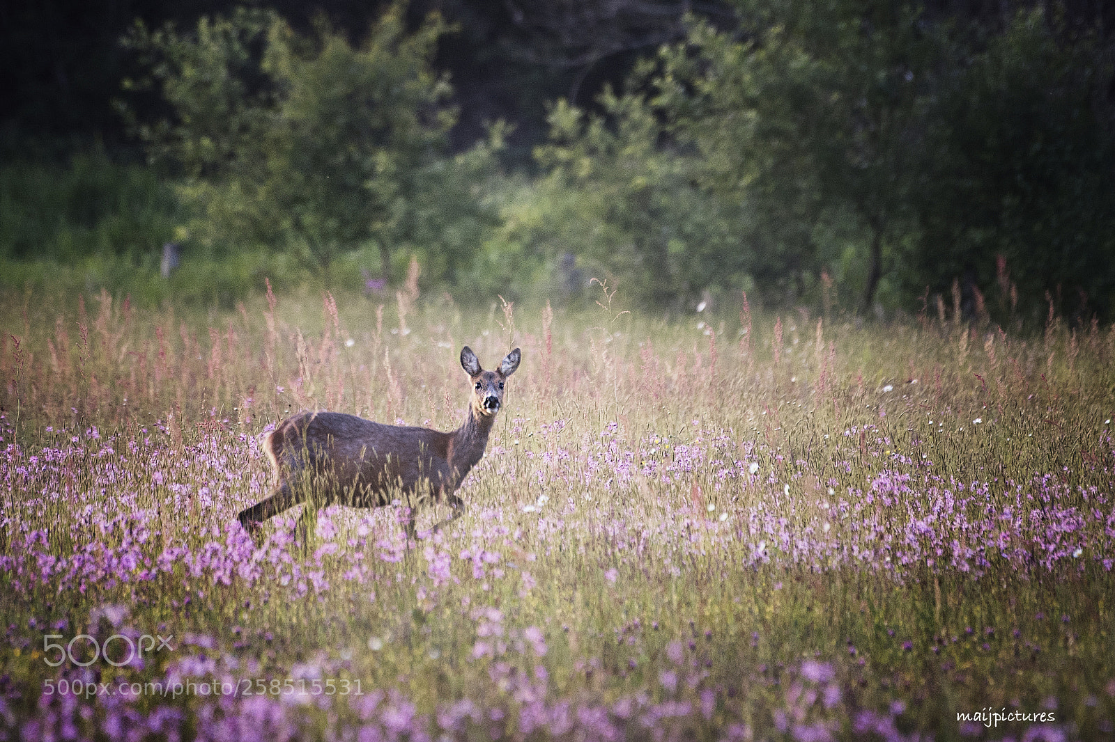 Nikon D750 sample photo. Pretty in pink photography