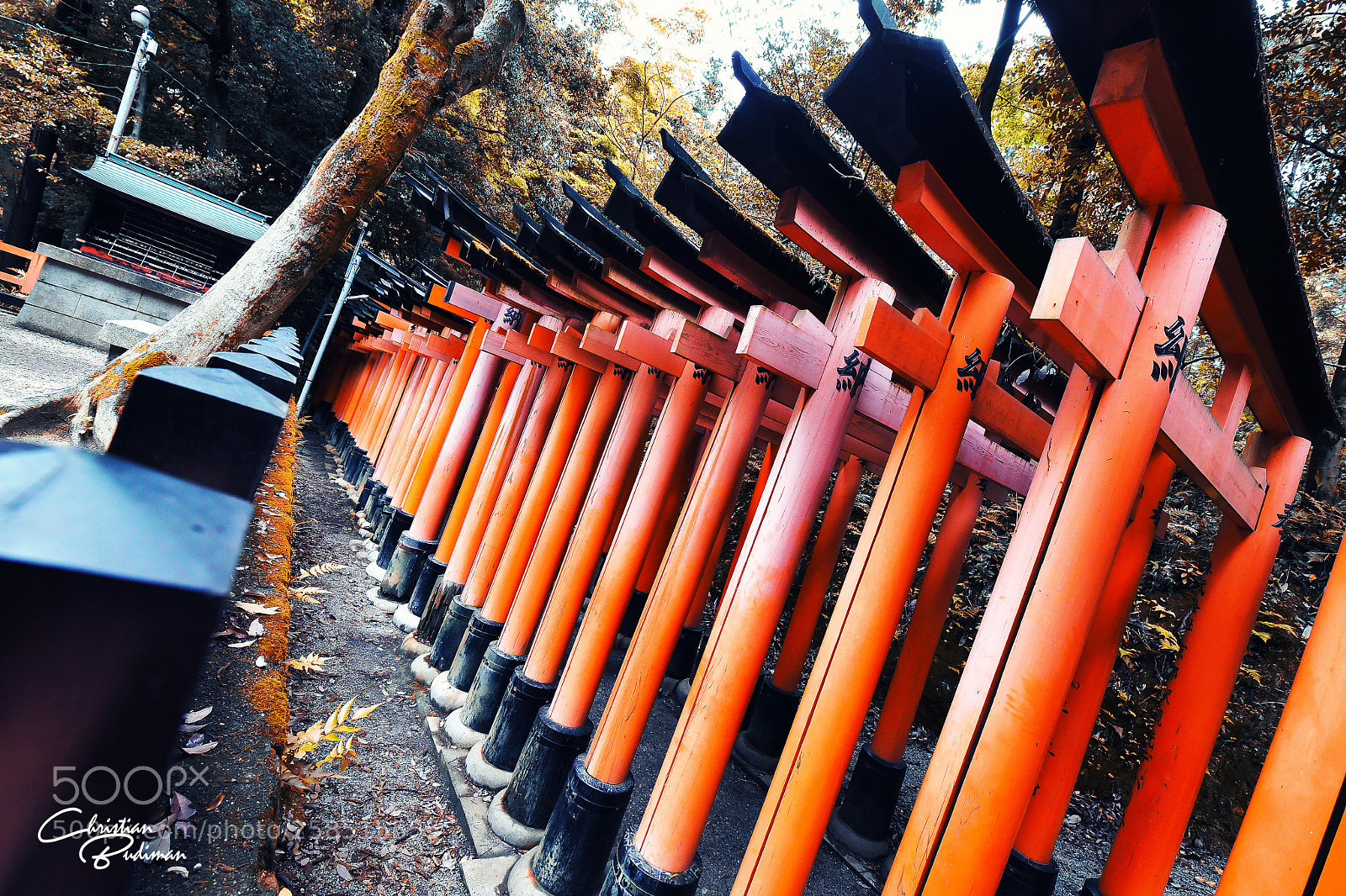 Nikon D750 sample photo. 1000 shrine gates (torii) photography