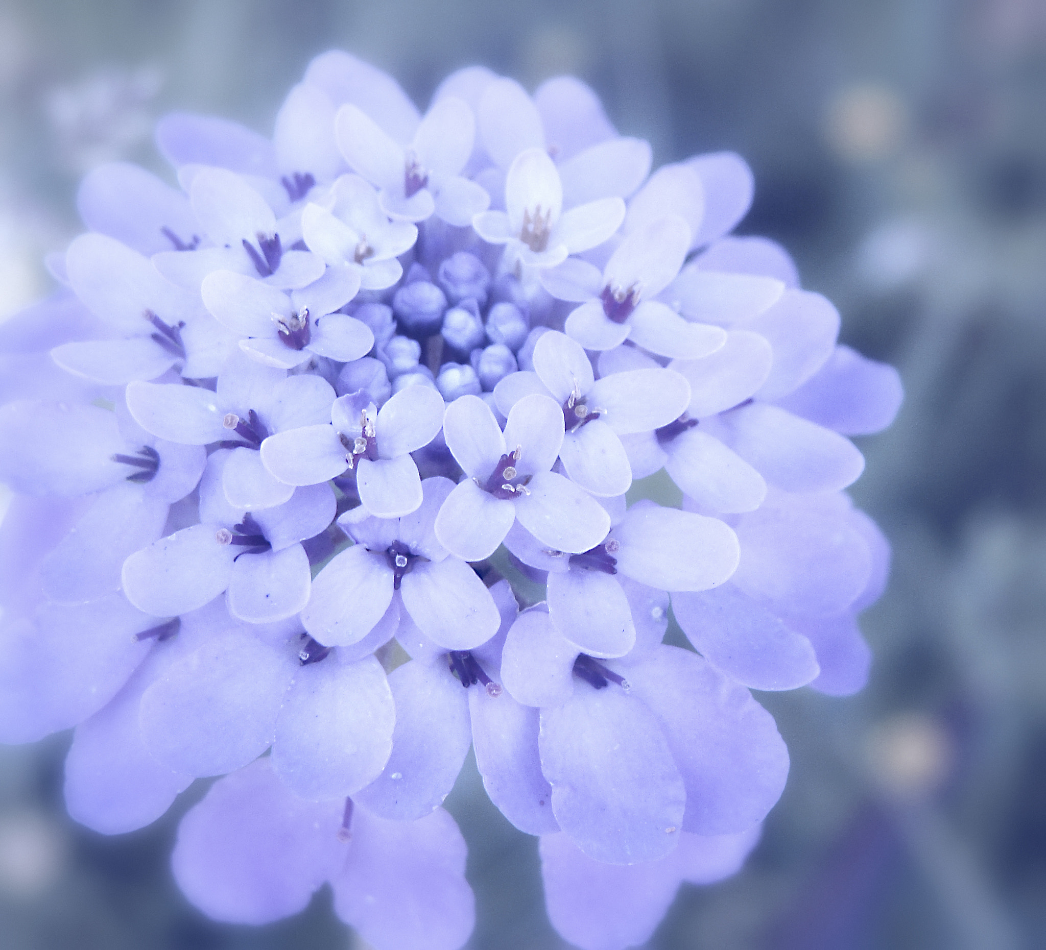 Sony Cyber-shot DSC-H10 sample photo. Fragance photography