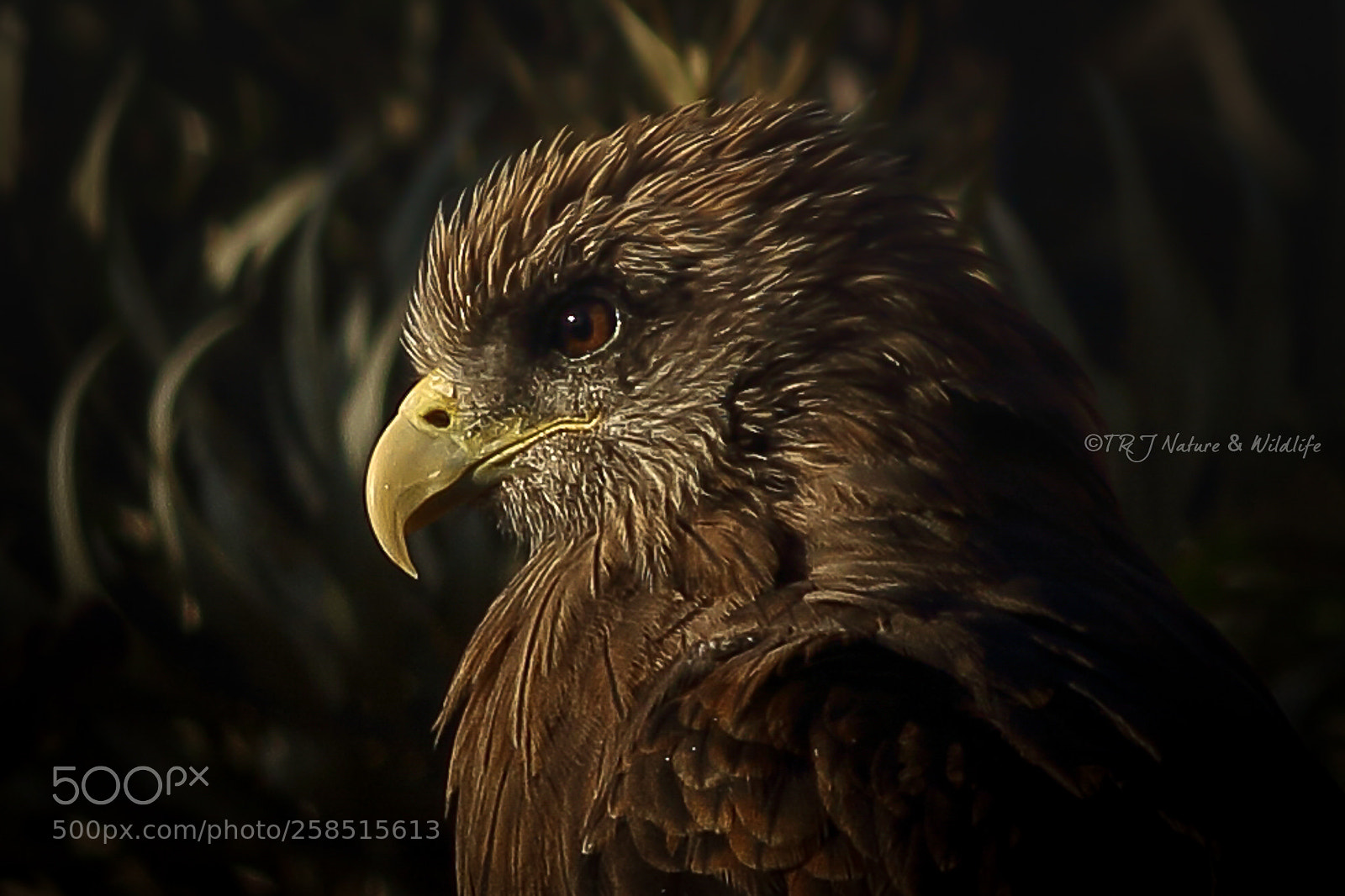 Canon EOS 7D Mark II sample photo. Eye of a raptor! photography