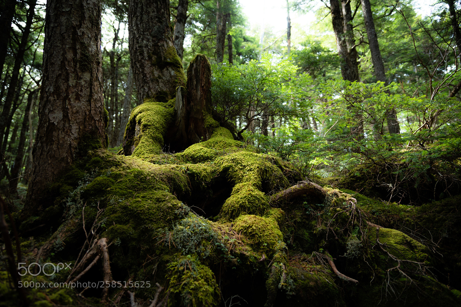 Nikon D750 sample photo. 苔の森 photography