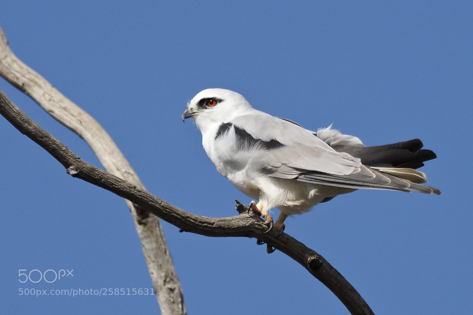 Olympus OM-D E-M1 Mark II sample photo. Red eyed bird photography