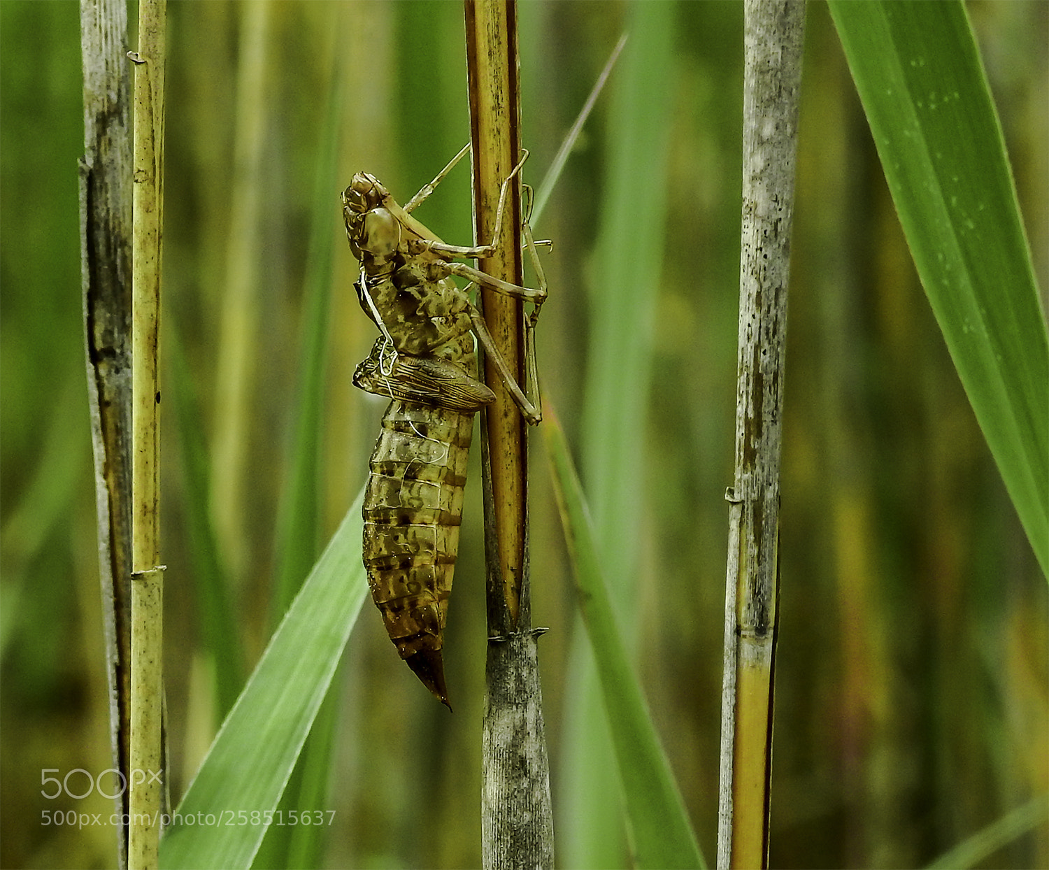 Nikon Coolpix P900 sample photo. Dragonfly larva photography