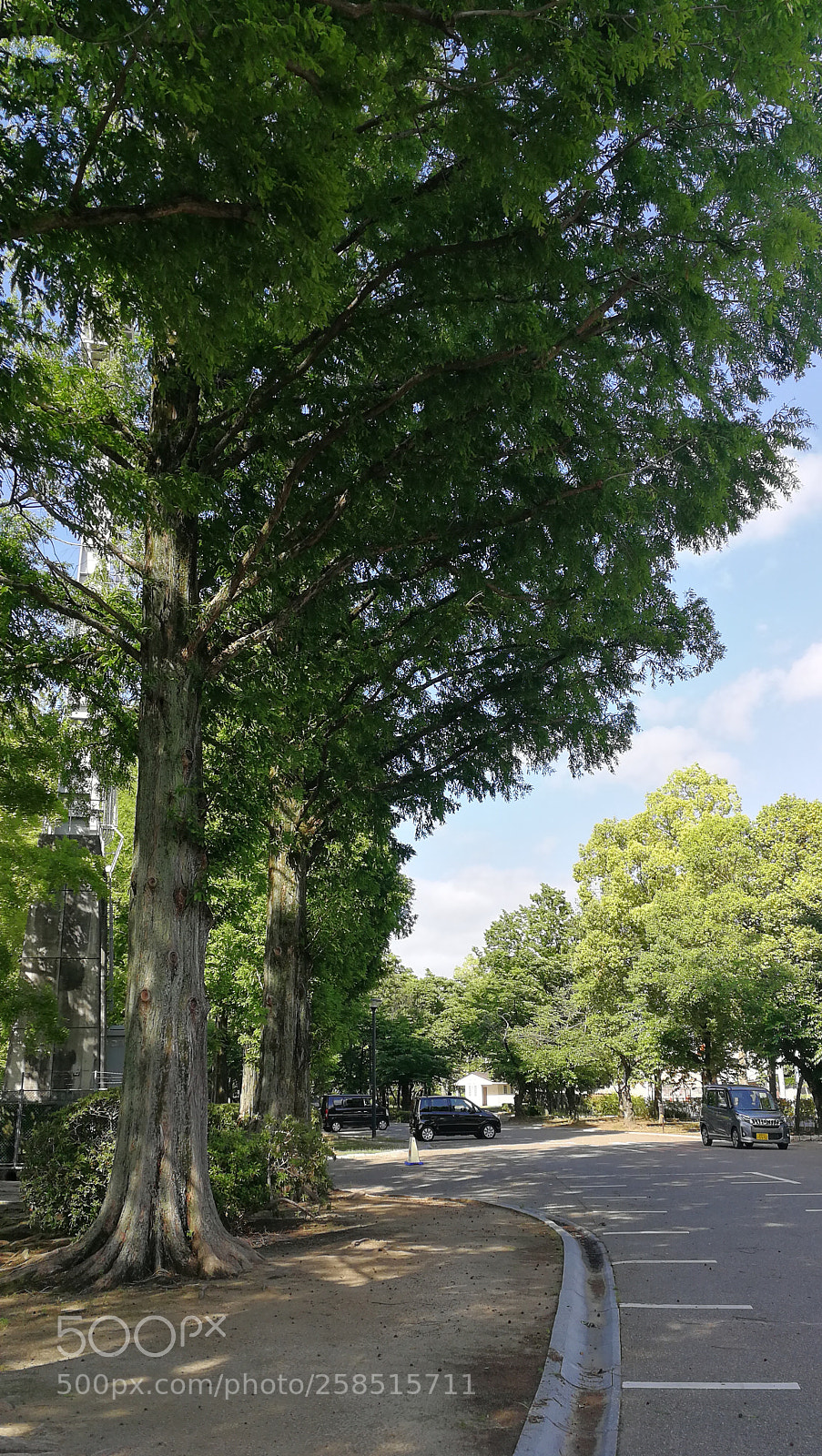 HUAWEI P10 sample photo. Metasequoia photography