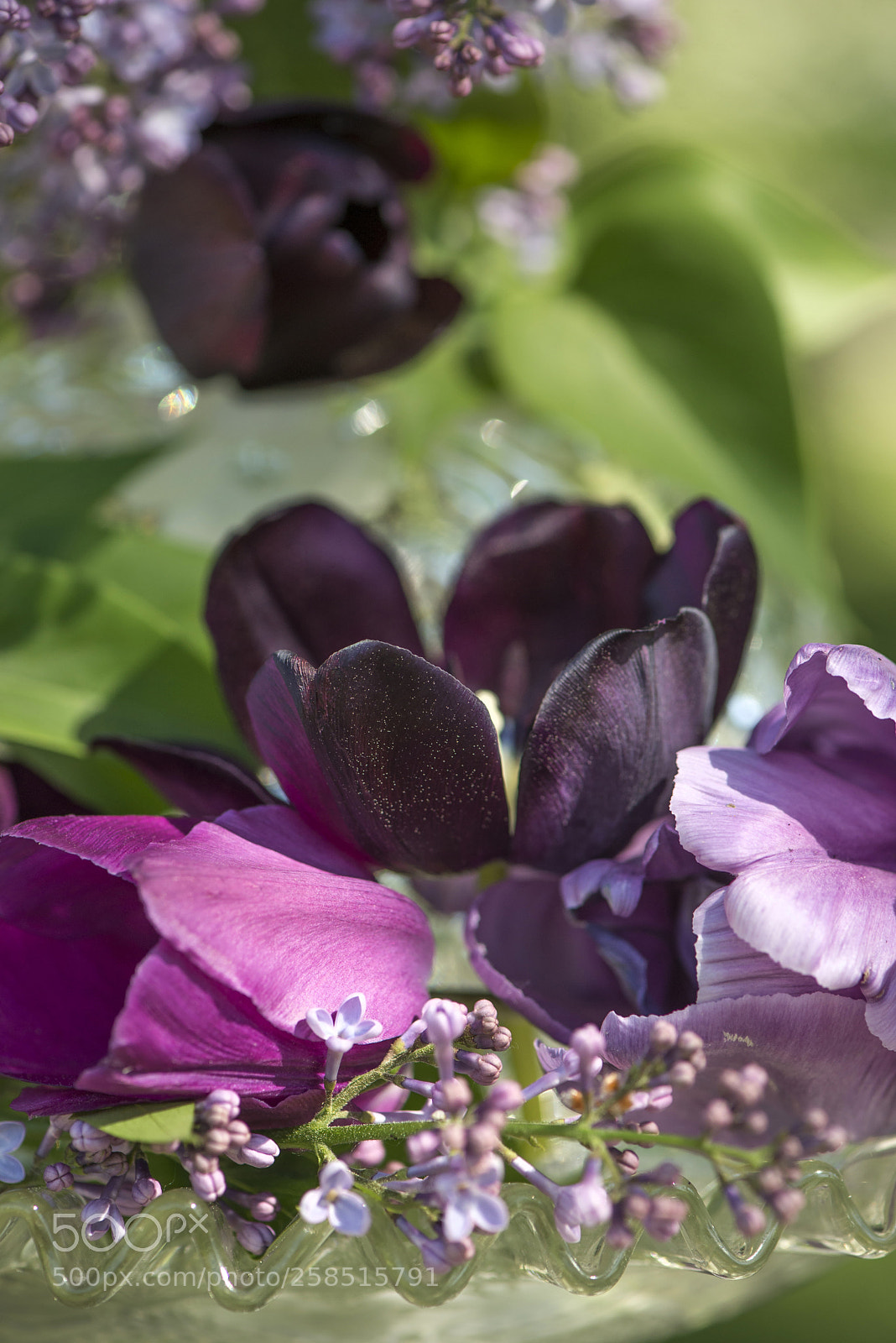 Nikon D600 sample photo. Purple flowers photography