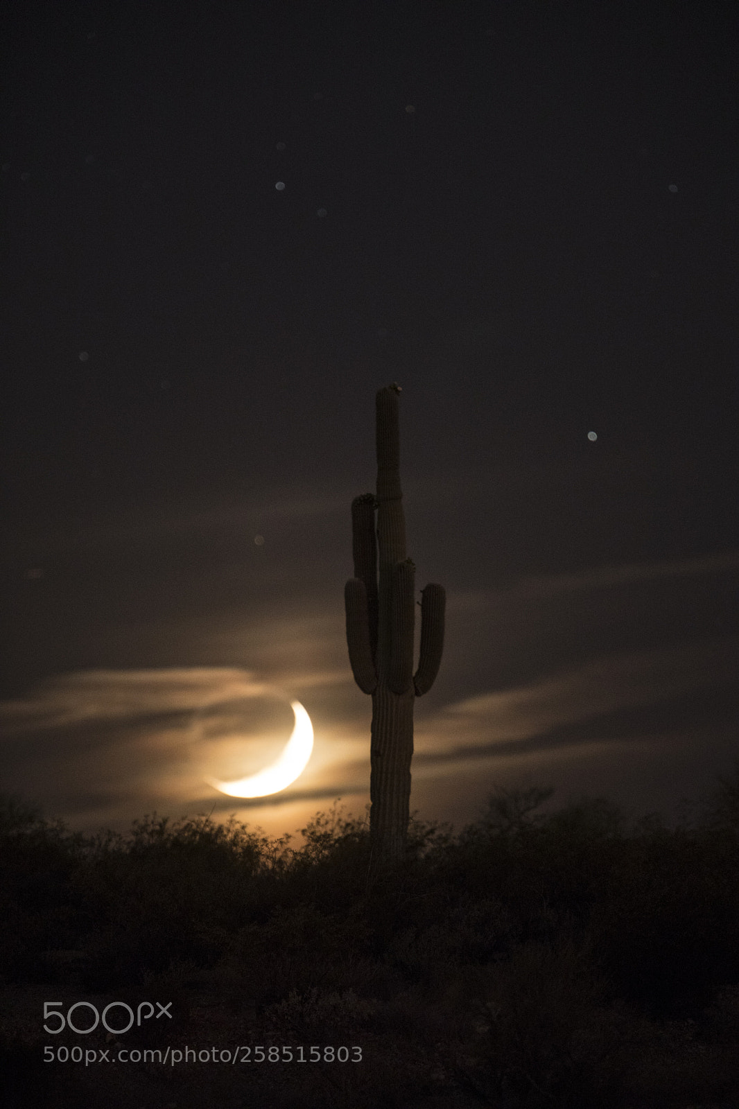 Canon EOS 5D Mark IV sample photo. Moon & saguaro photography