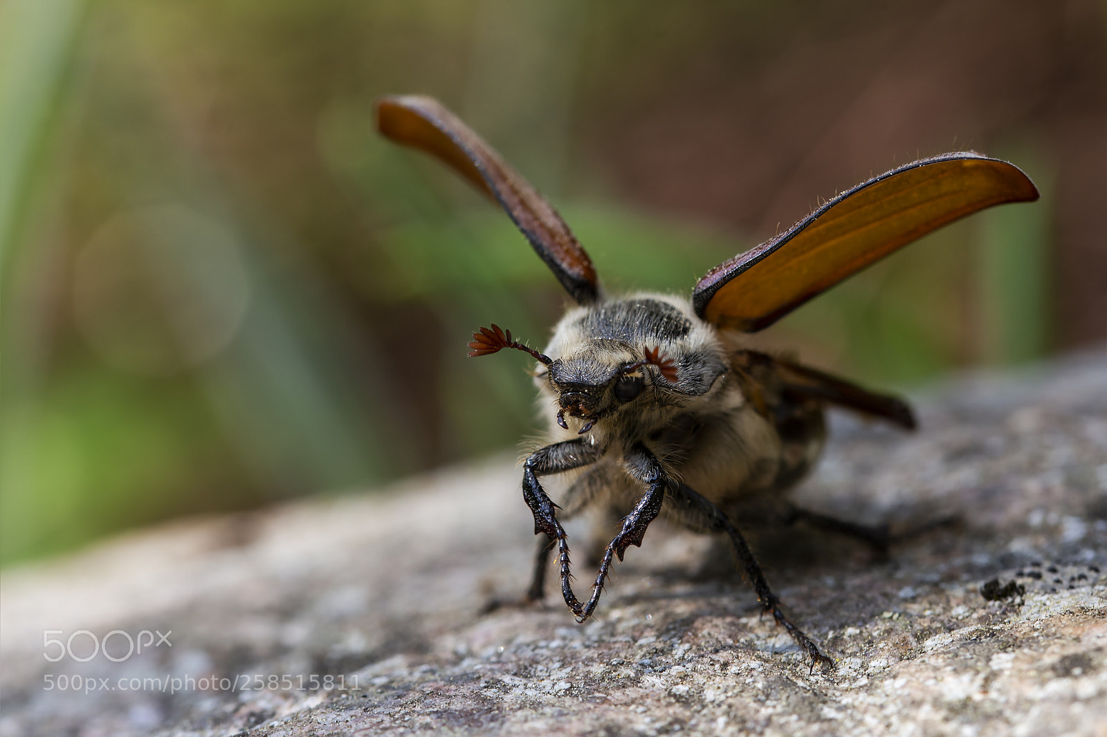 Canon EOS 6D sample photo. Kes turilas eli kastanjaturilas photography