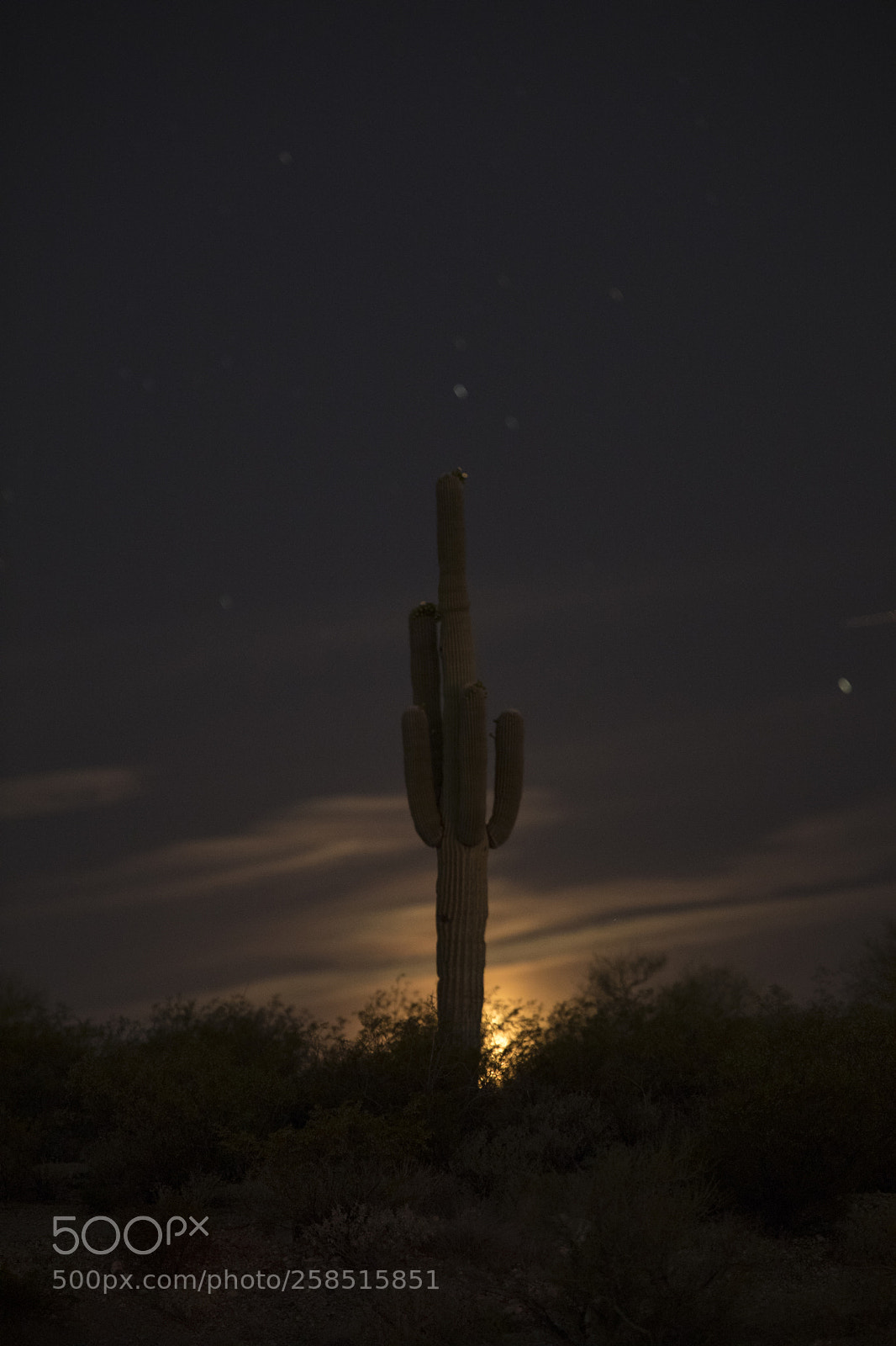 Canon EOS 5D Mark IV sample photo. Moon & saguaro photography