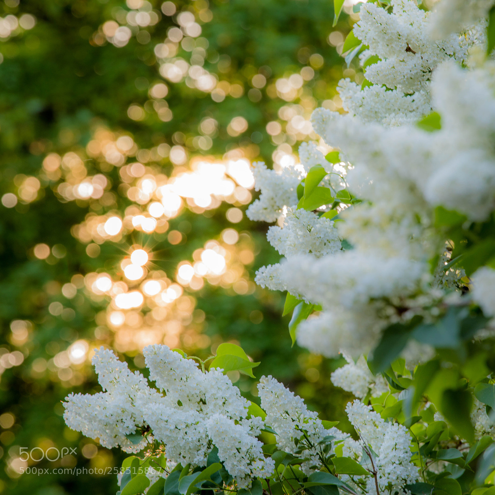 Canon EOS 5D Mark IV sample photo. 0518 photography