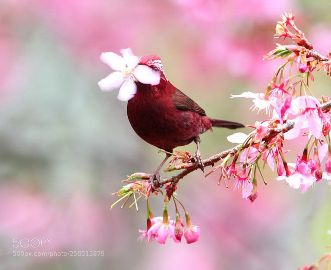 Canon EOS 7D sample photo. Img photography