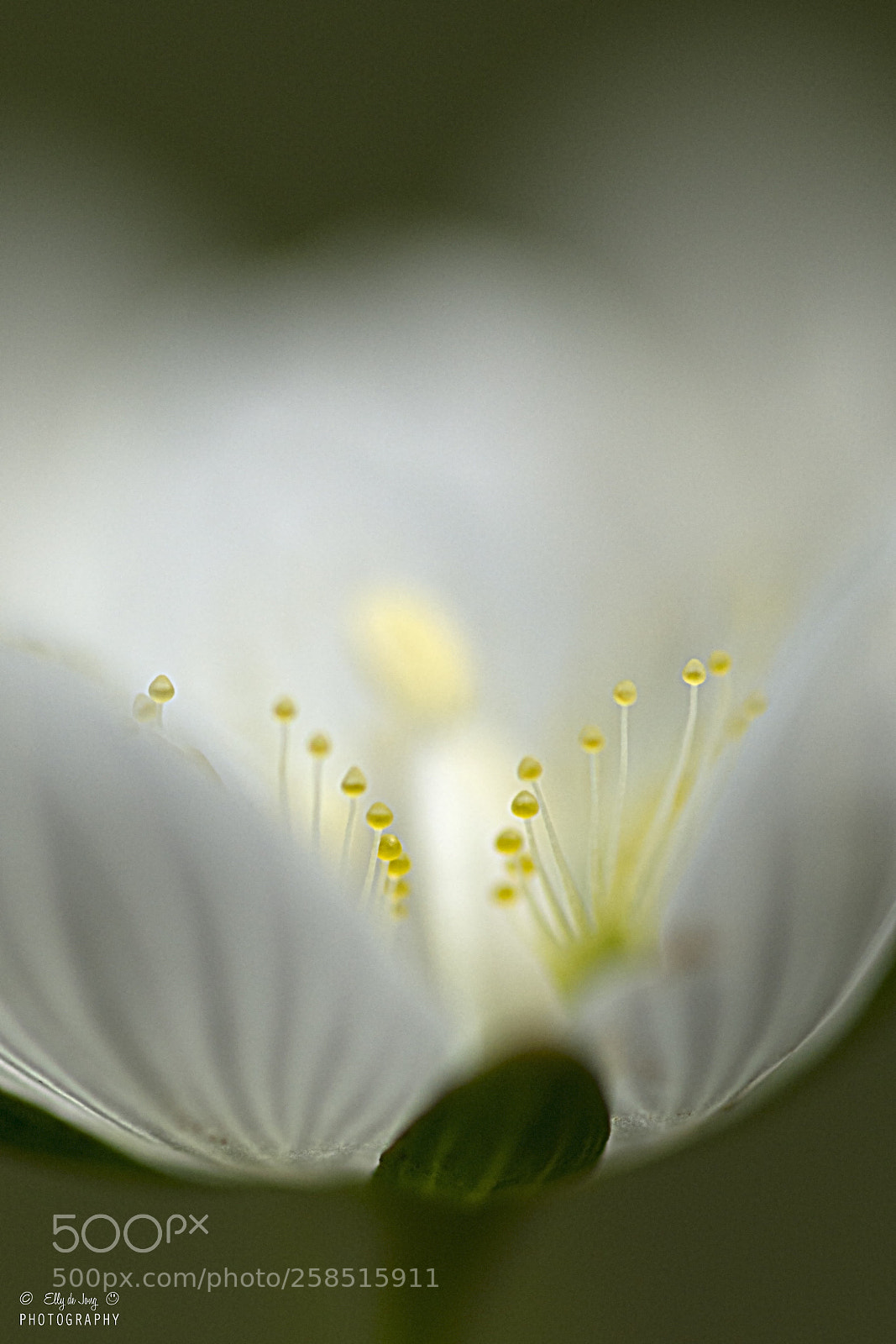 Nikon D7100 sample photo. Parnassia palustris photography
