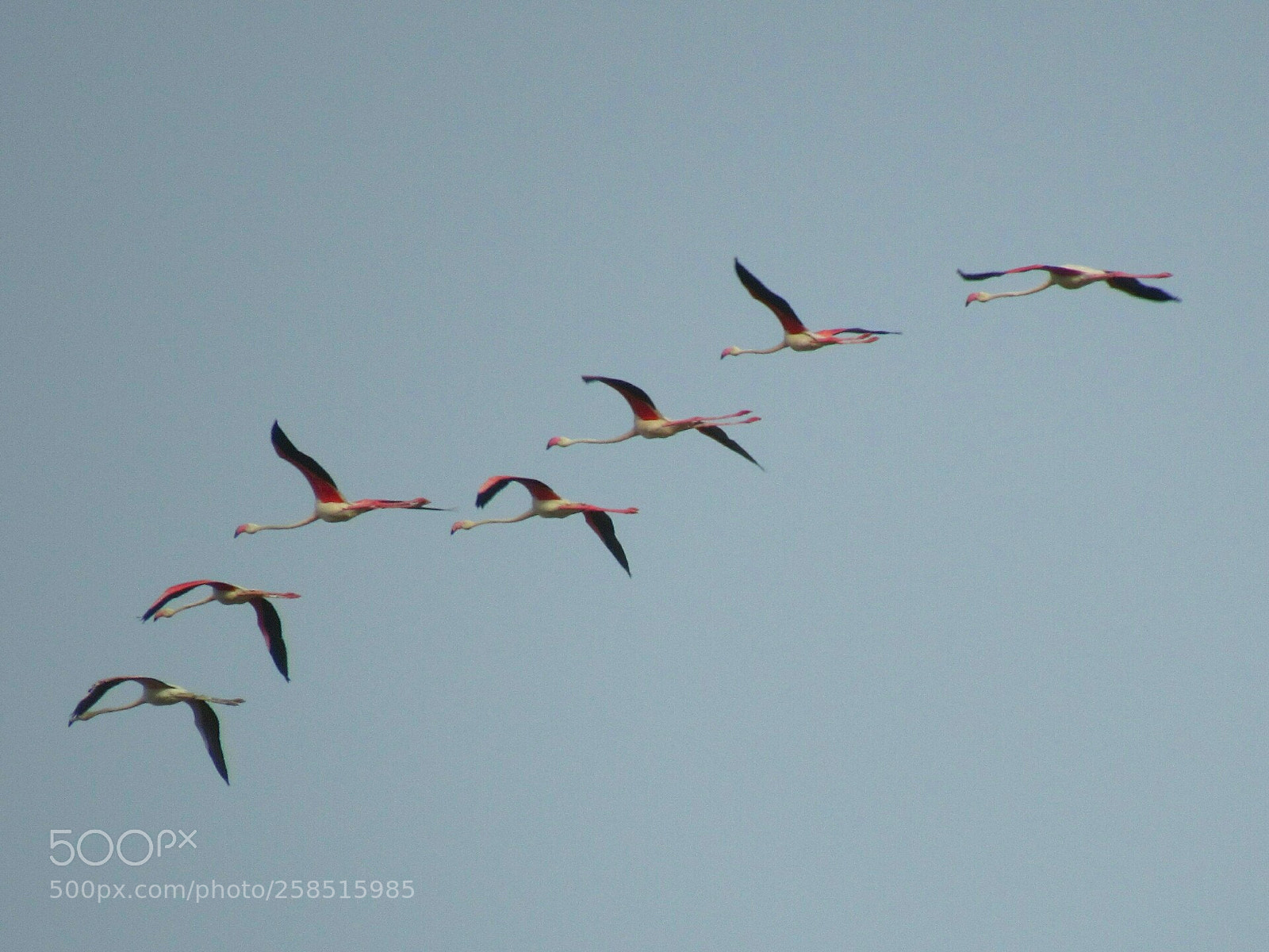 Canon PowerShot SX530 HS sample photo. Greater flamingo is flying photography