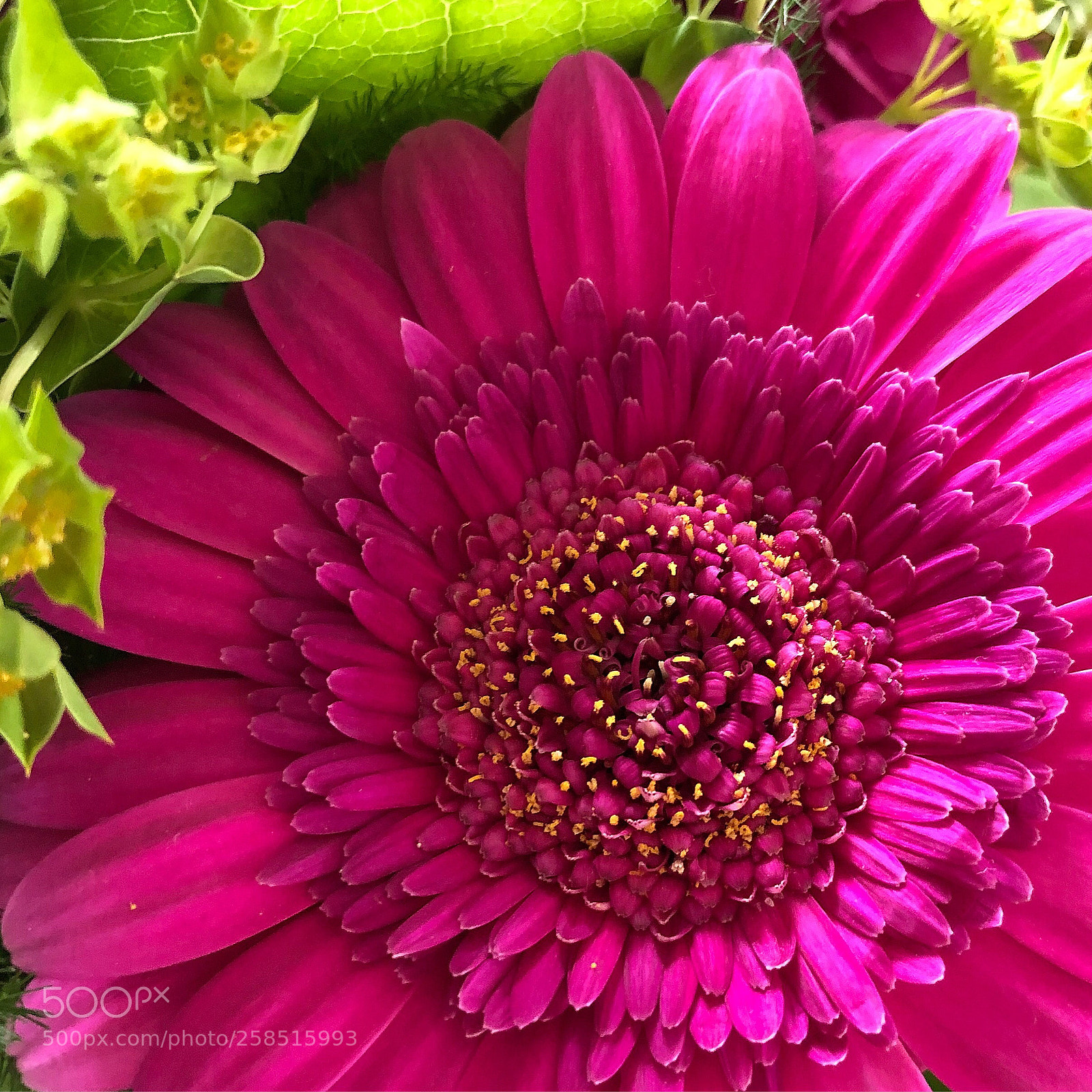 Apple iPhone 8 Plus sample photo. Pinkfloral  photography