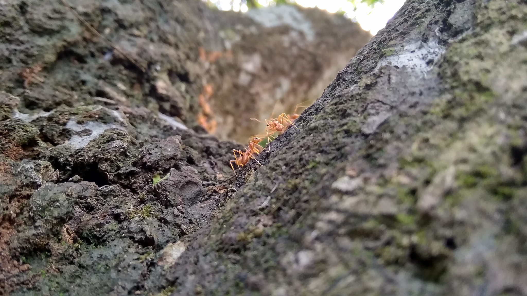 Xiaomi Redmi 5A sample photo