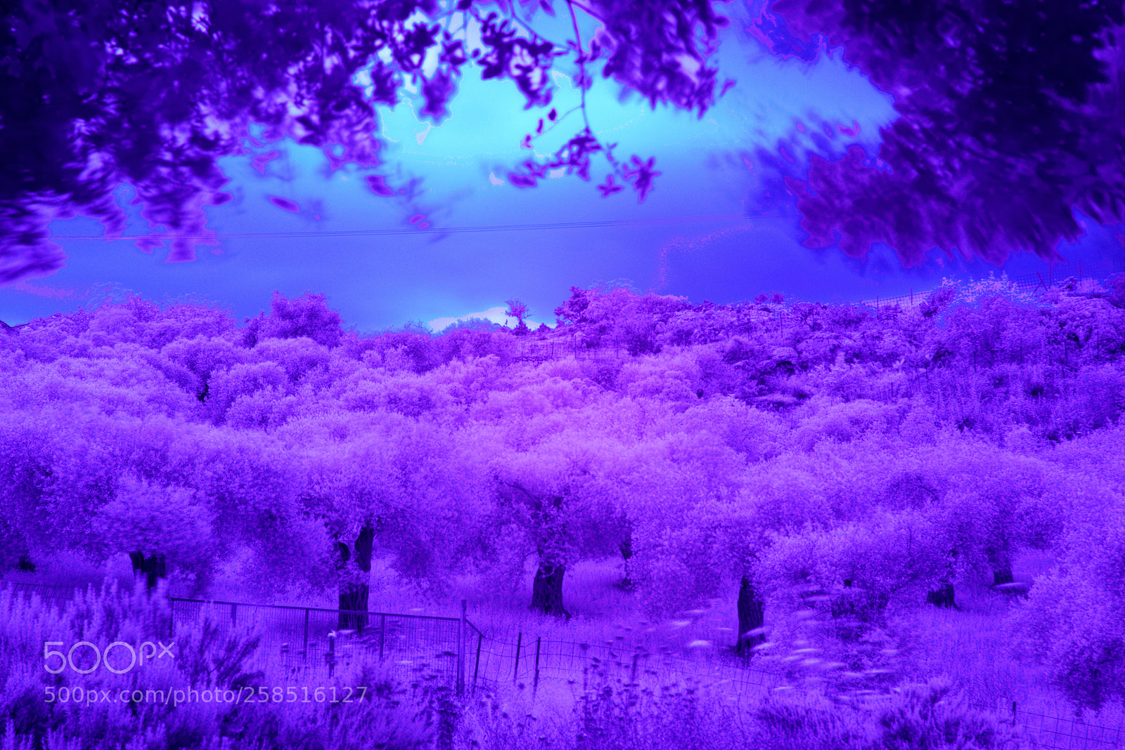 Nikon D3300 sample photo. Ir test #3 photography