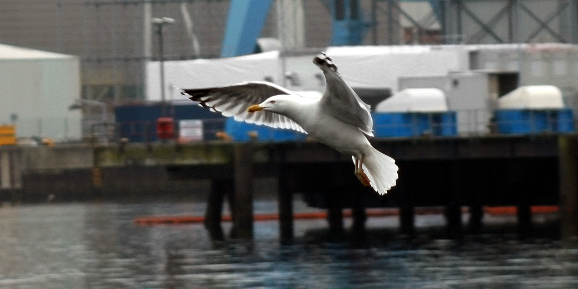 Canon EF 75-300mm f/4-5.6 sample photo. Seagull landing in a port photography