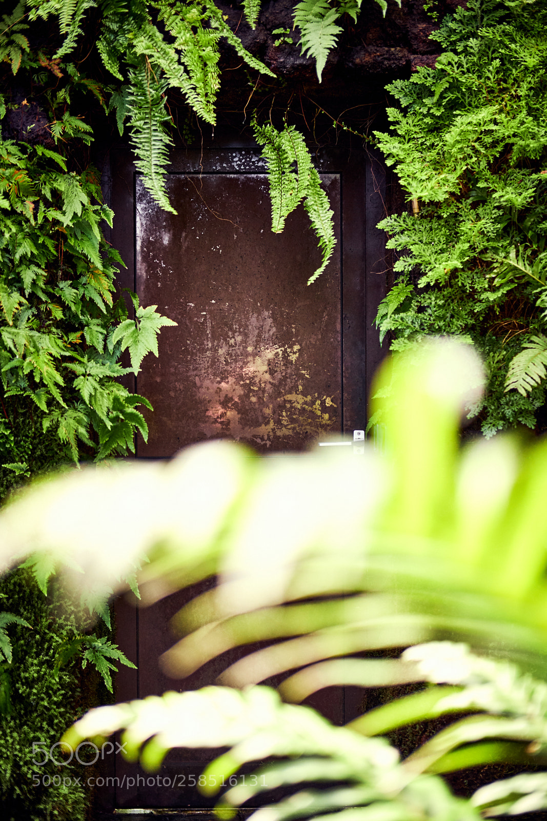 Fujifilm X-T2 sample photo. Welcome to the jungle photography