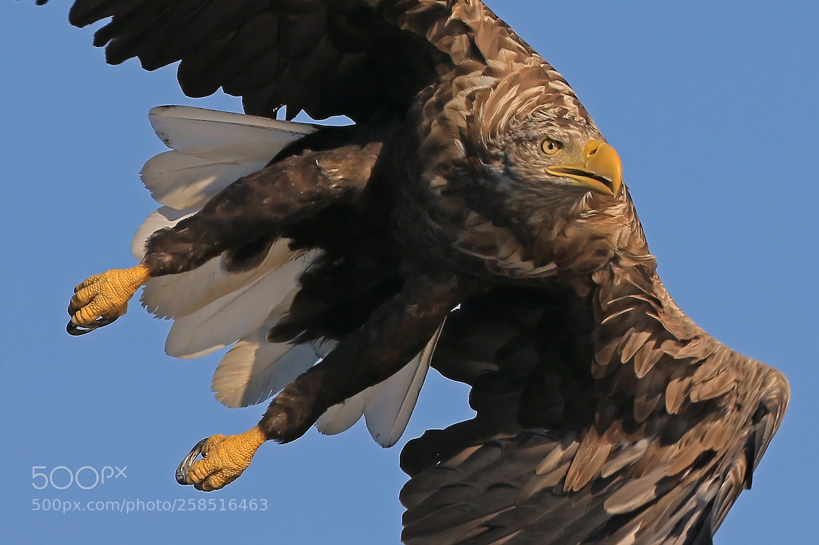 Canon EOS 7D Mark II sample photo. White tailed eagle, close-up photography